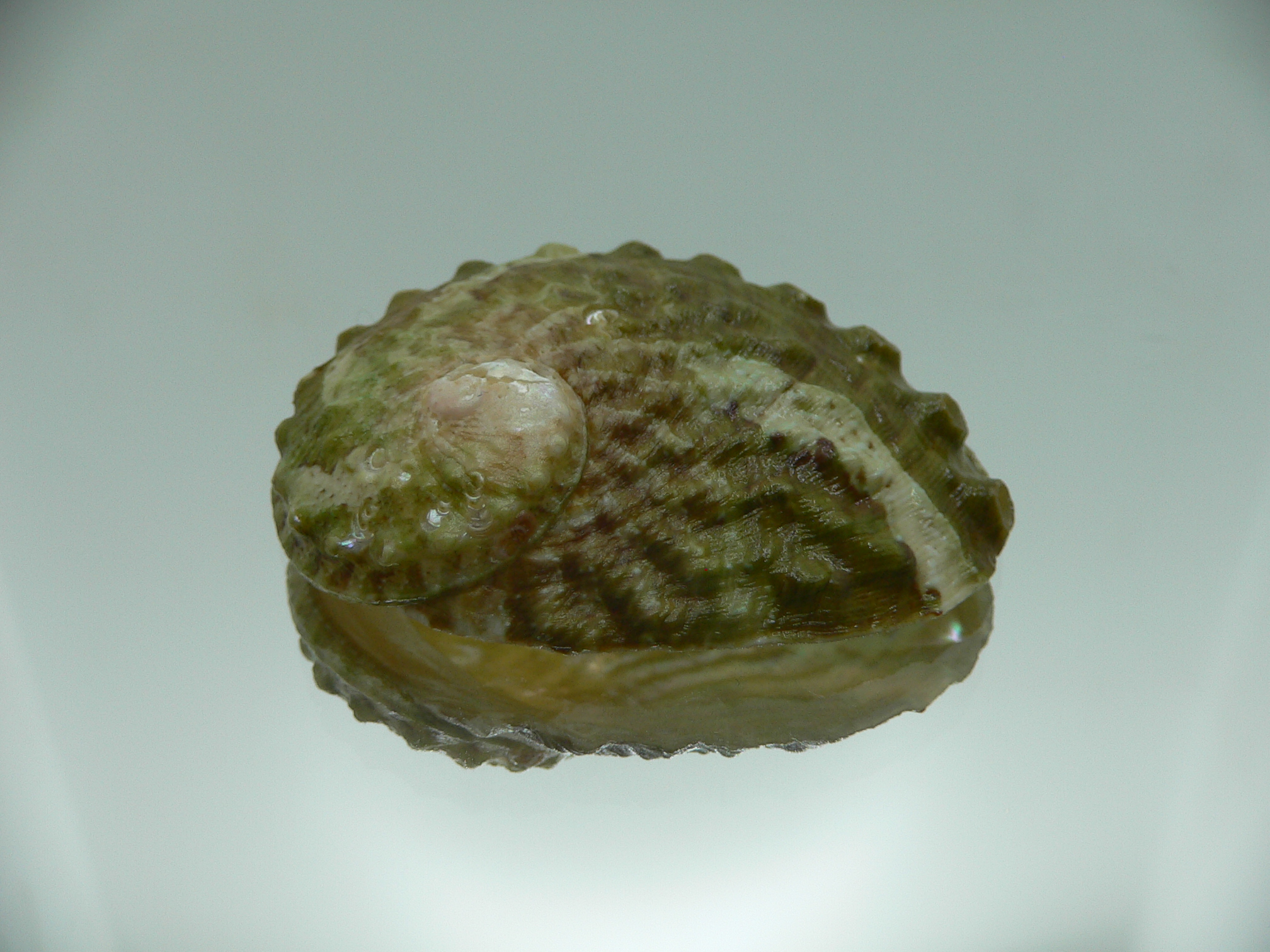 Haliotis ovina ovina GREEN