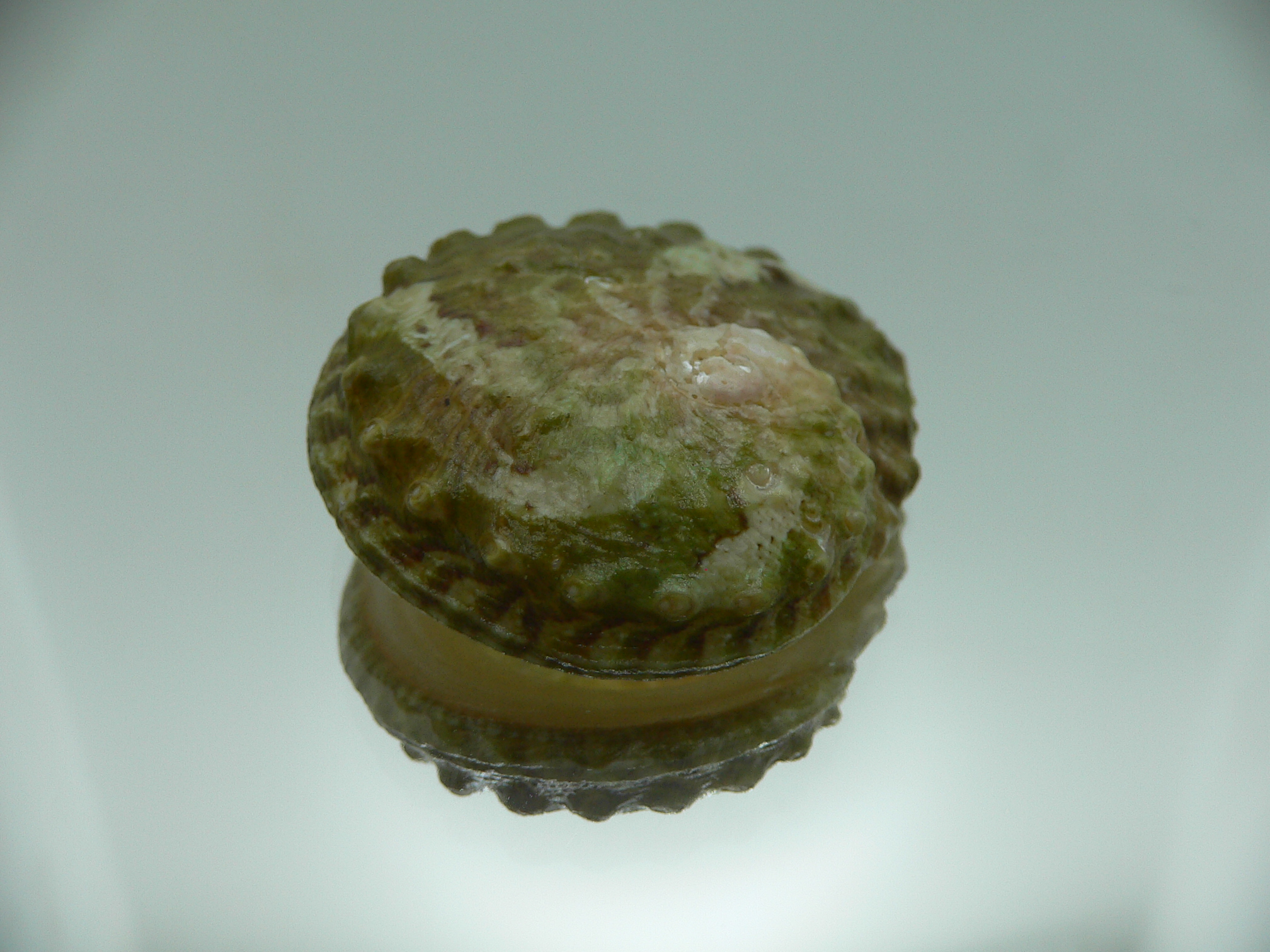 Haliotis ovina ovina GREEN