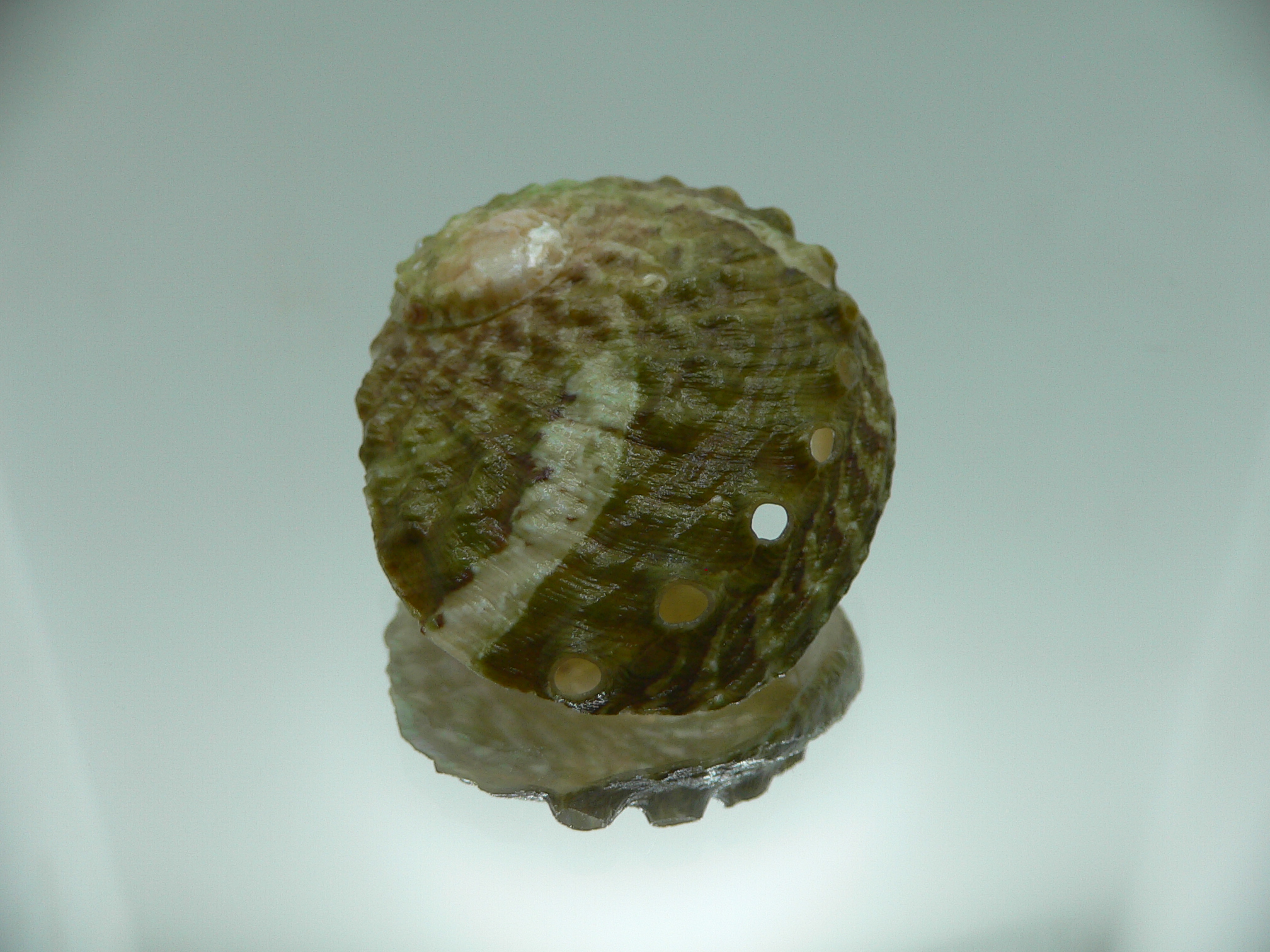 Haliotis ovina ovina GREEN