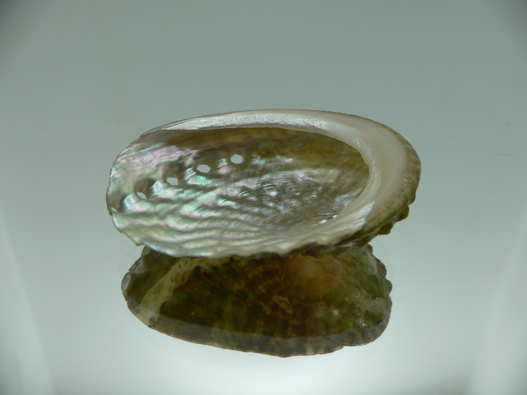 Haliotis ovina ovina GREEN