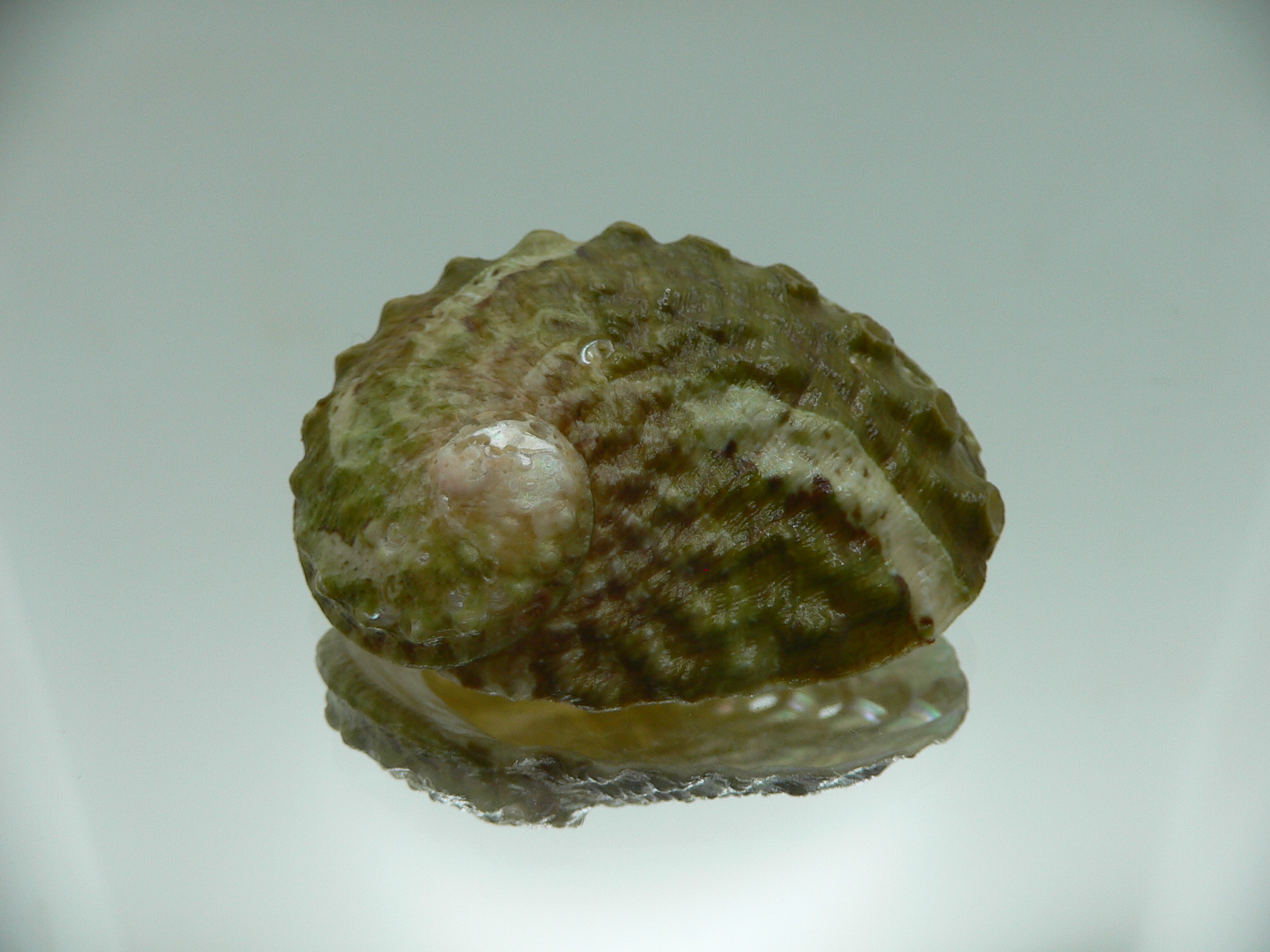 Haliotis ovina ovina GREEN