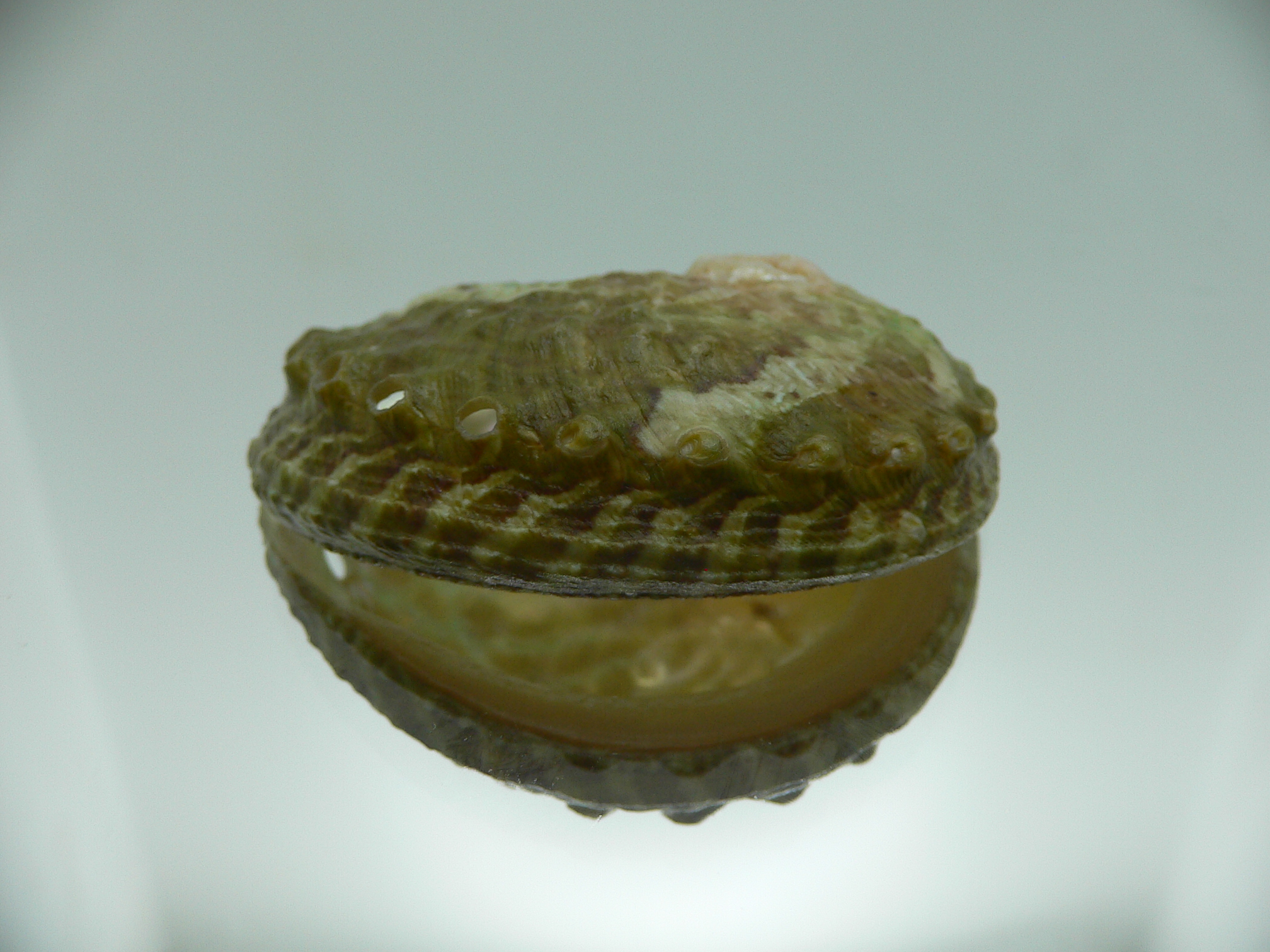 Haliotis ovina ovina GREEN