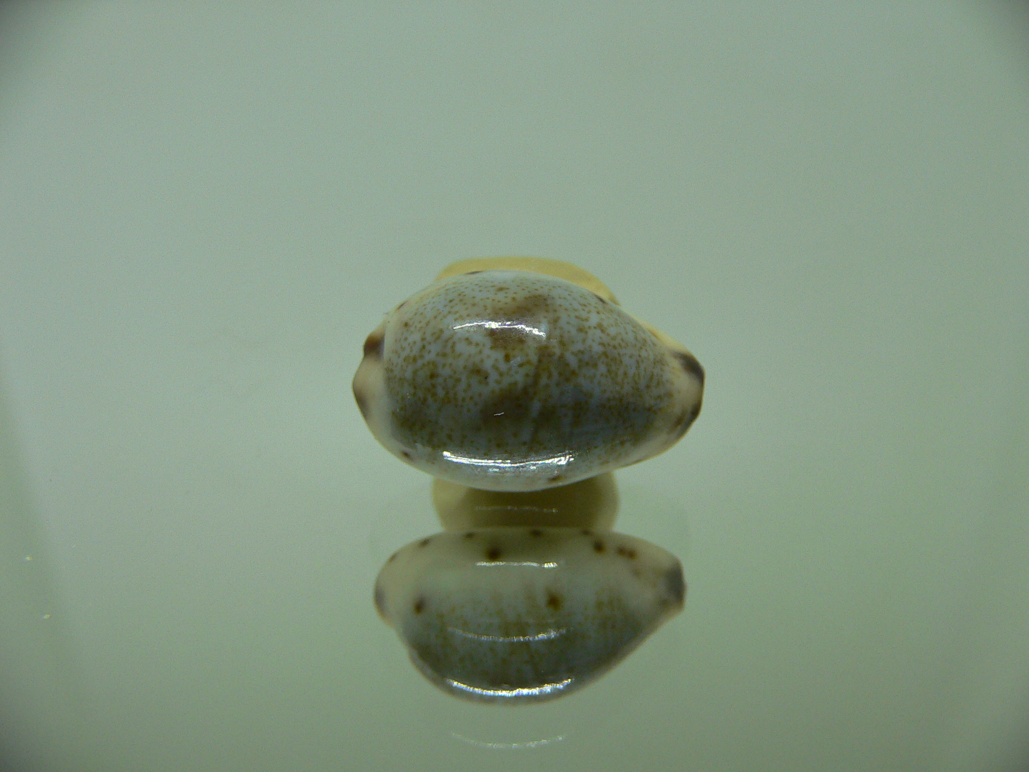 Cypraea gracilis gracilis OLIVA