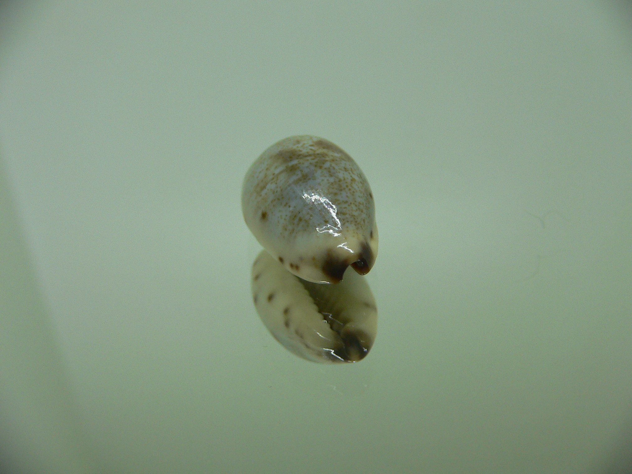 Cypraea gracilis gracilis OLIVA