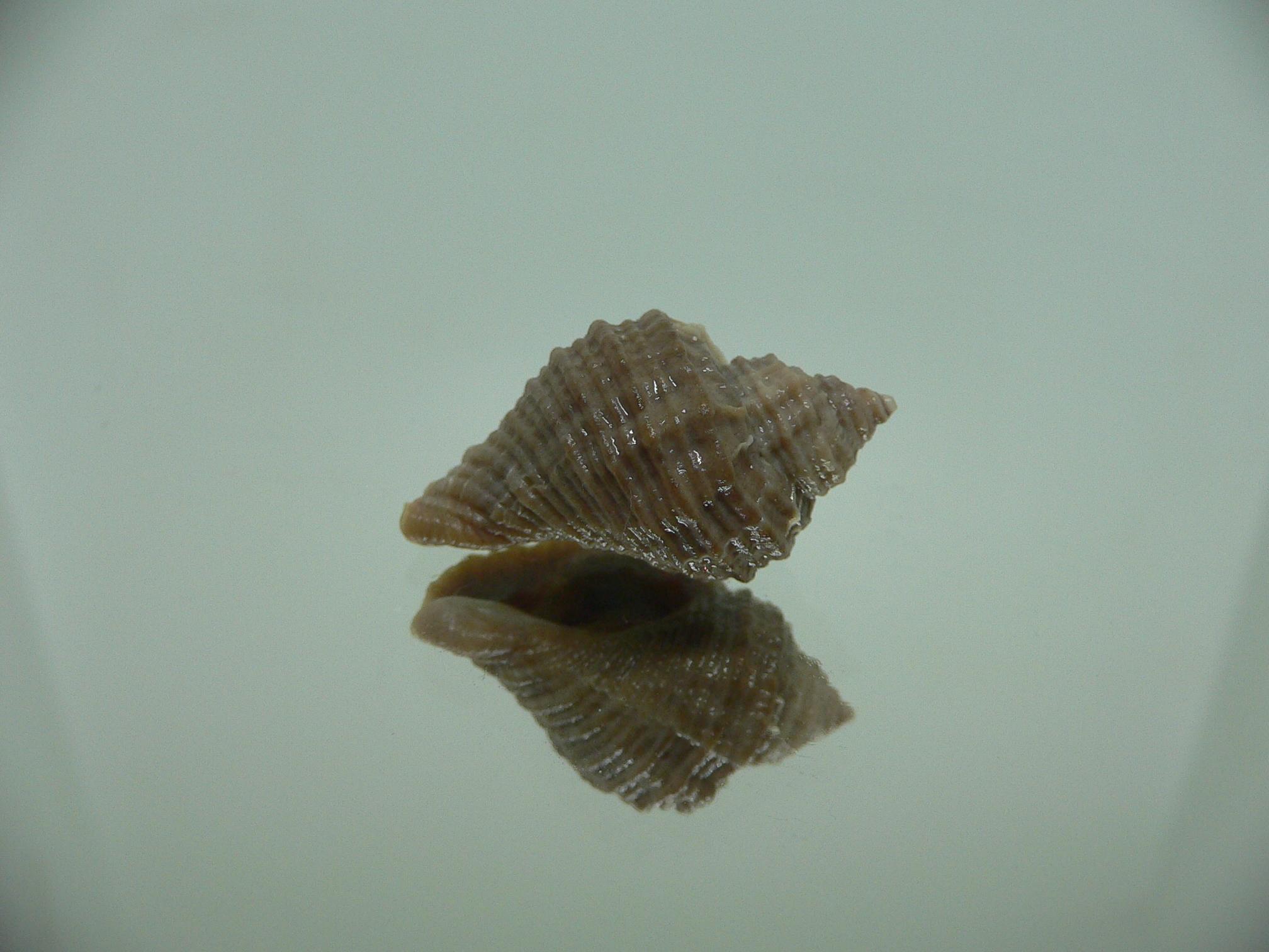 Nucella freycinetii elongata (var.) DWARF