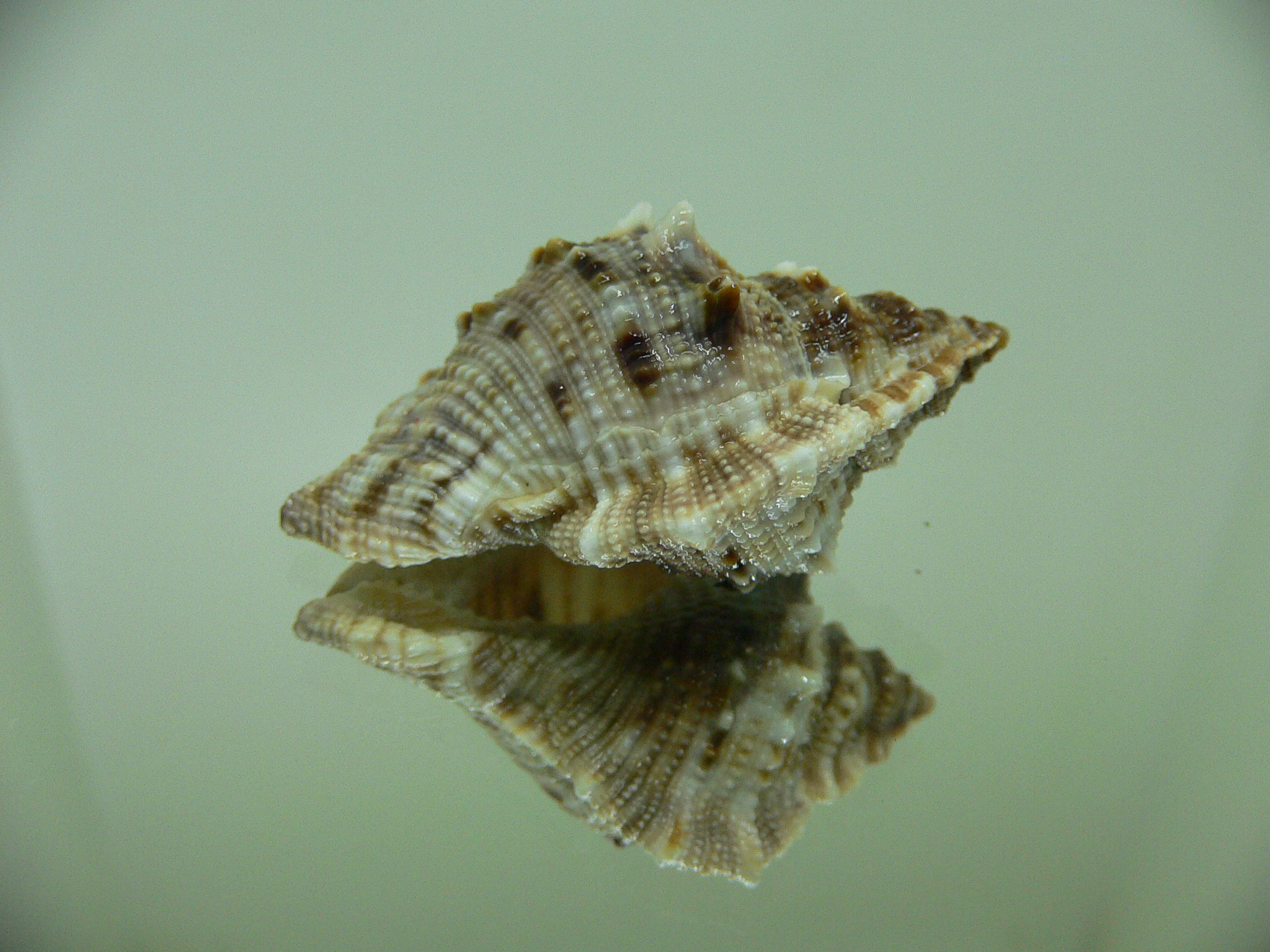 Bufonaria cavitensis