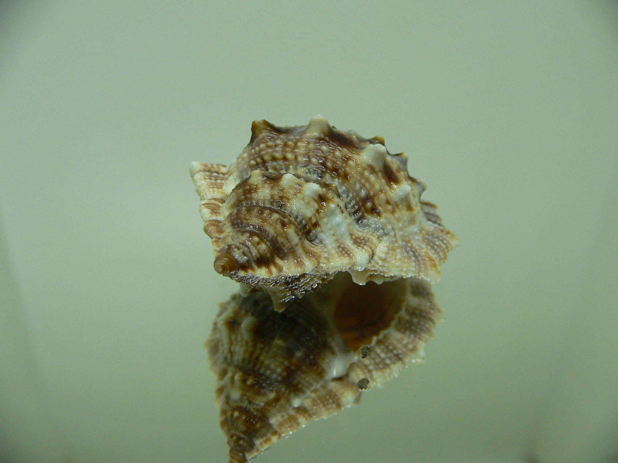 Bufonaria cavitensis