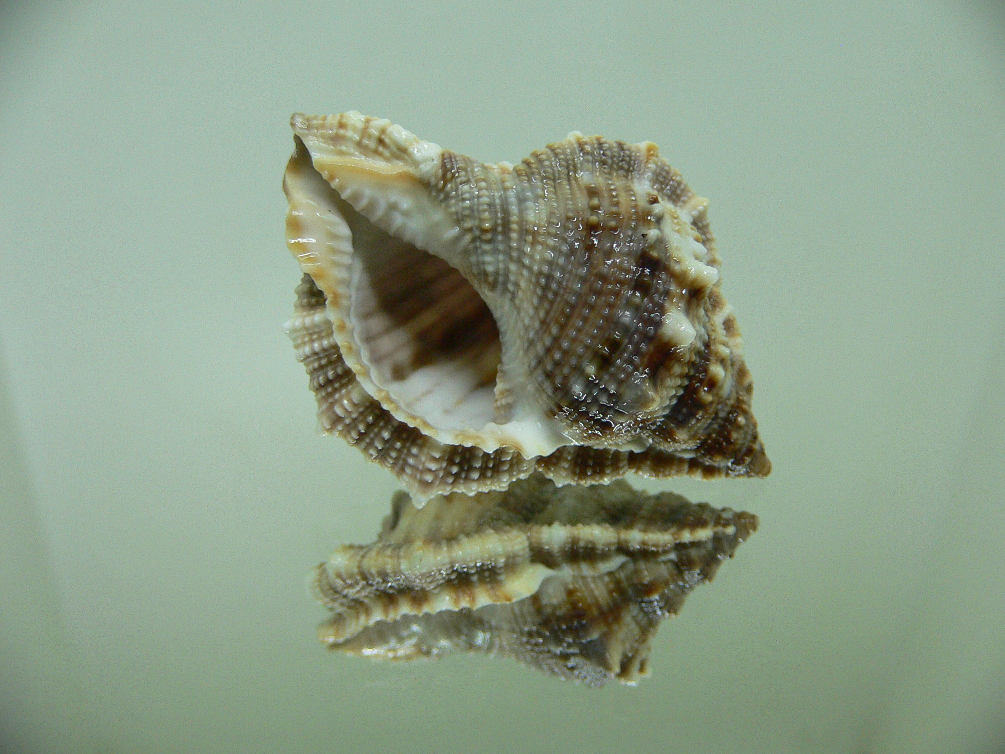 Bufonaria cavitensis