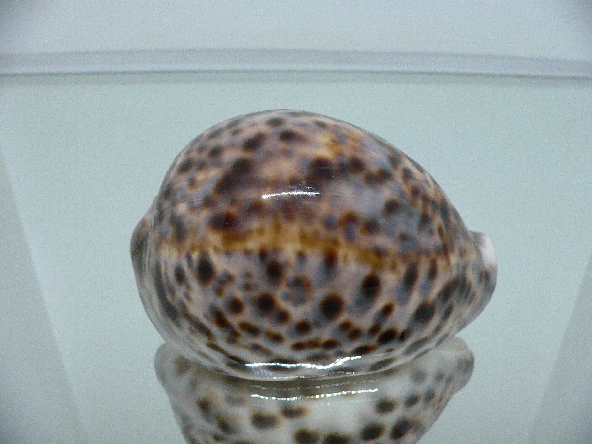 Cypraea tigris tigris KING