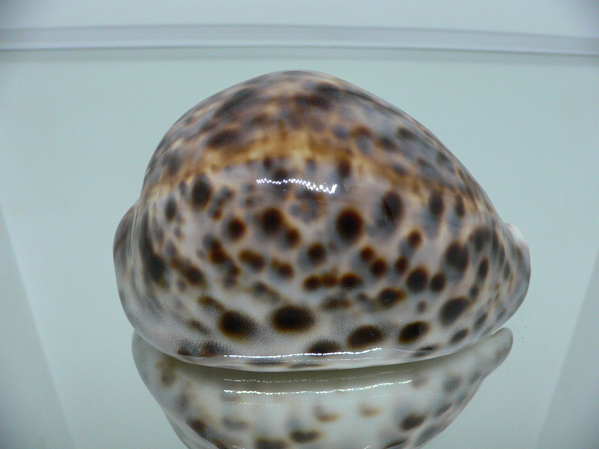 Cypraea tigris tigris KING