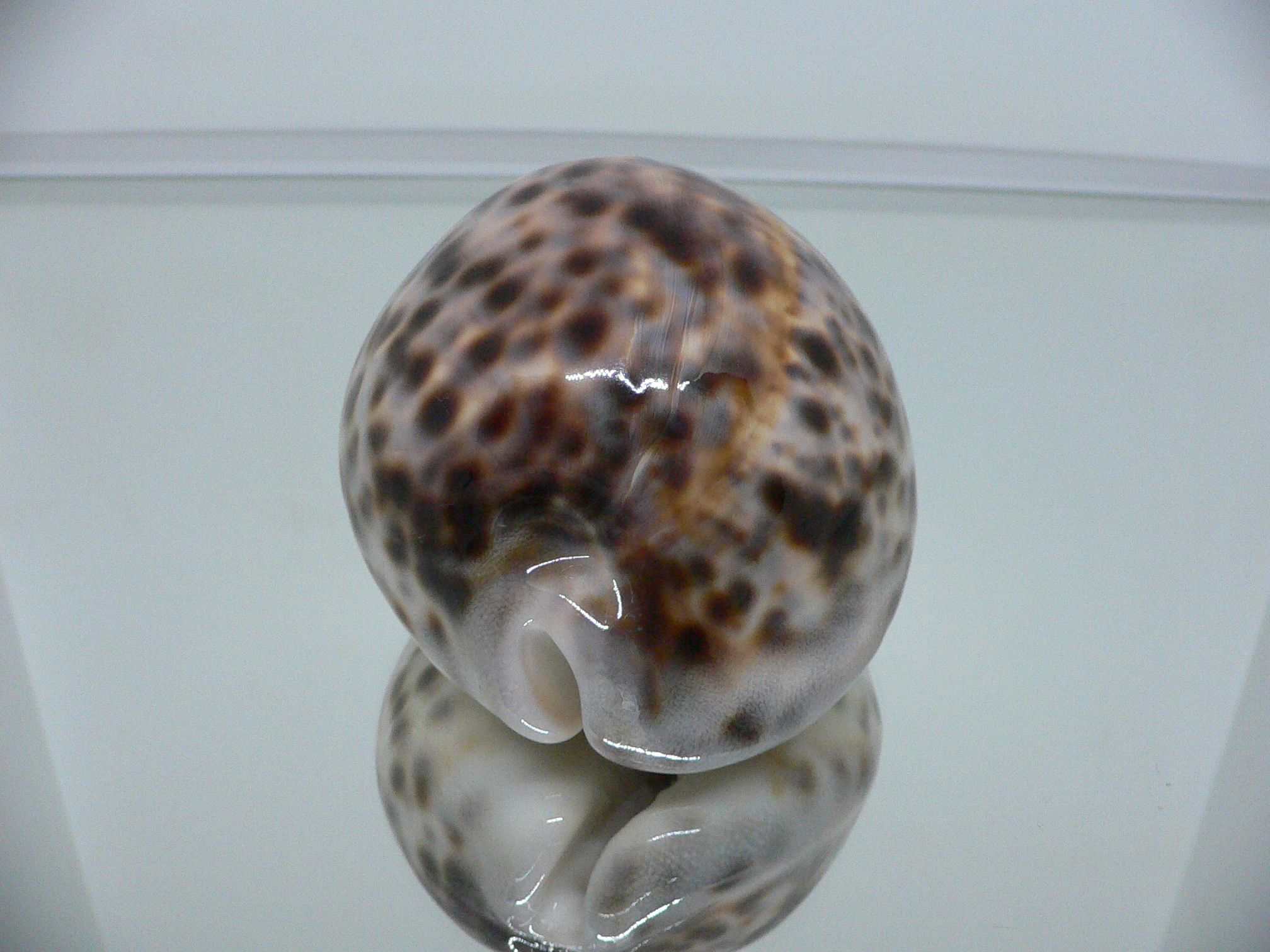 Cypraea tigris tigris KING