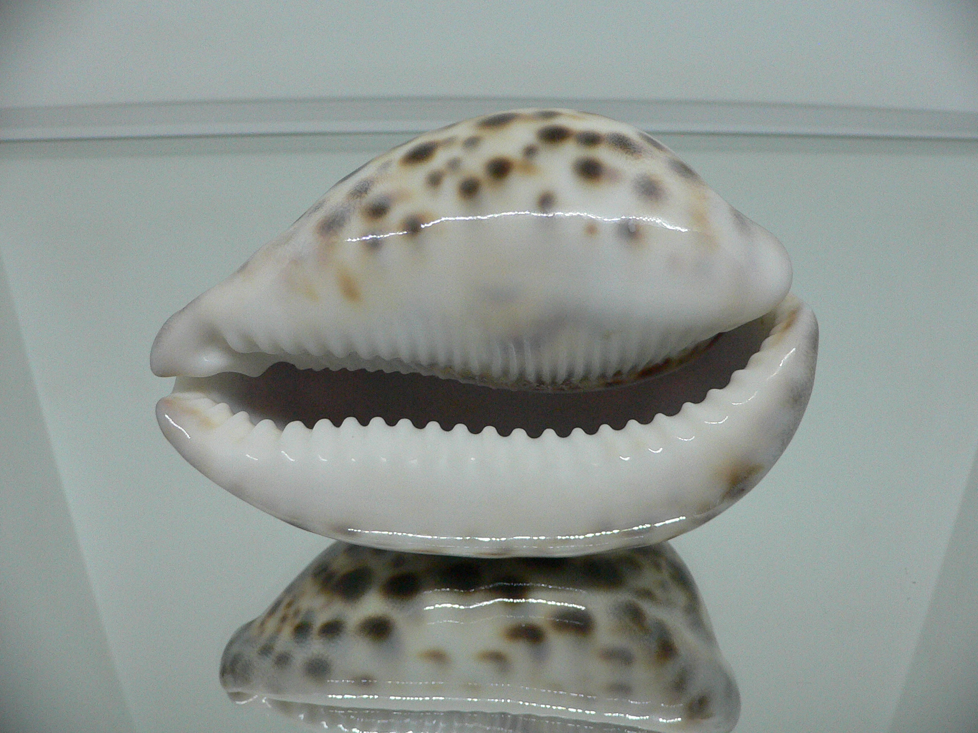 Cypraea tigris tigris KING