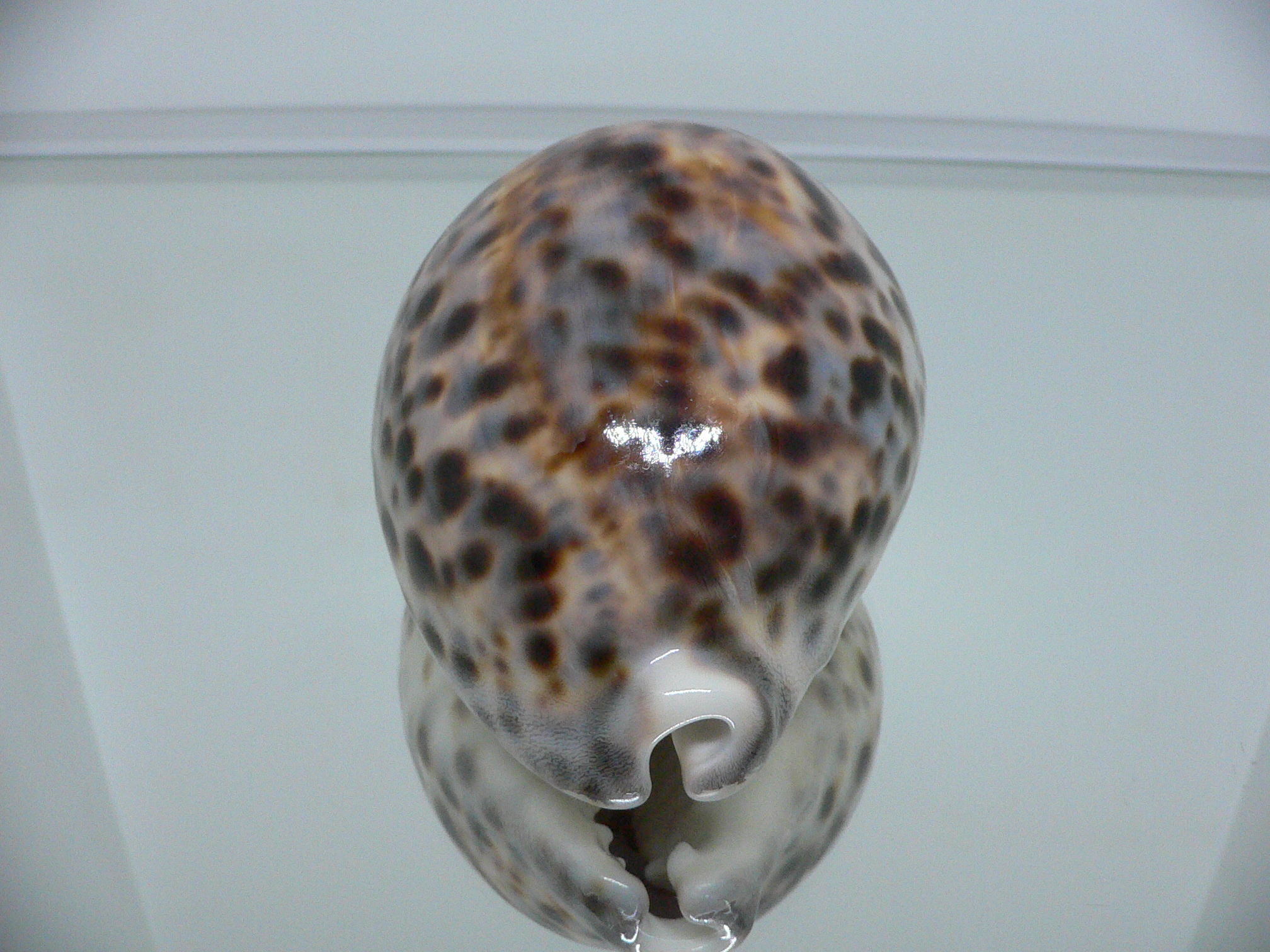 Cypraea tigris tigris KING