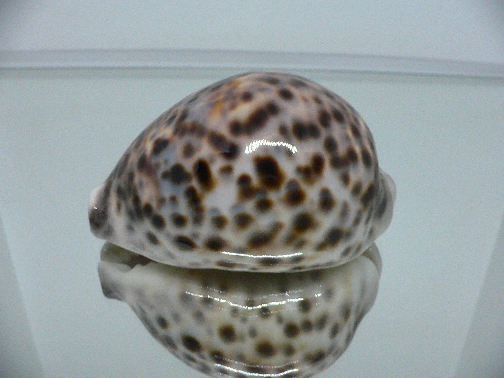 Cypraea tigris tigris KING