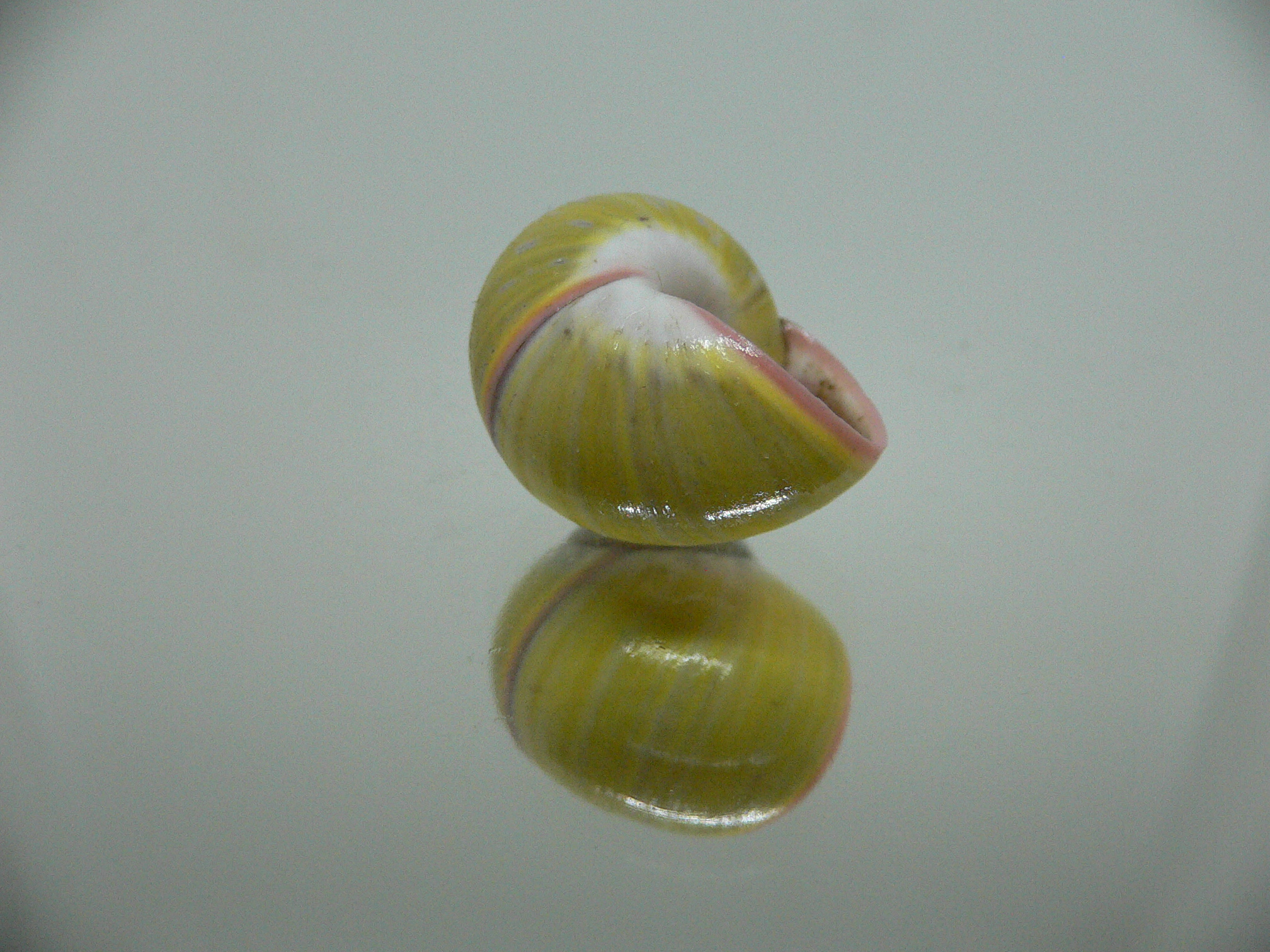 Polymita picta sulphurosa viridis