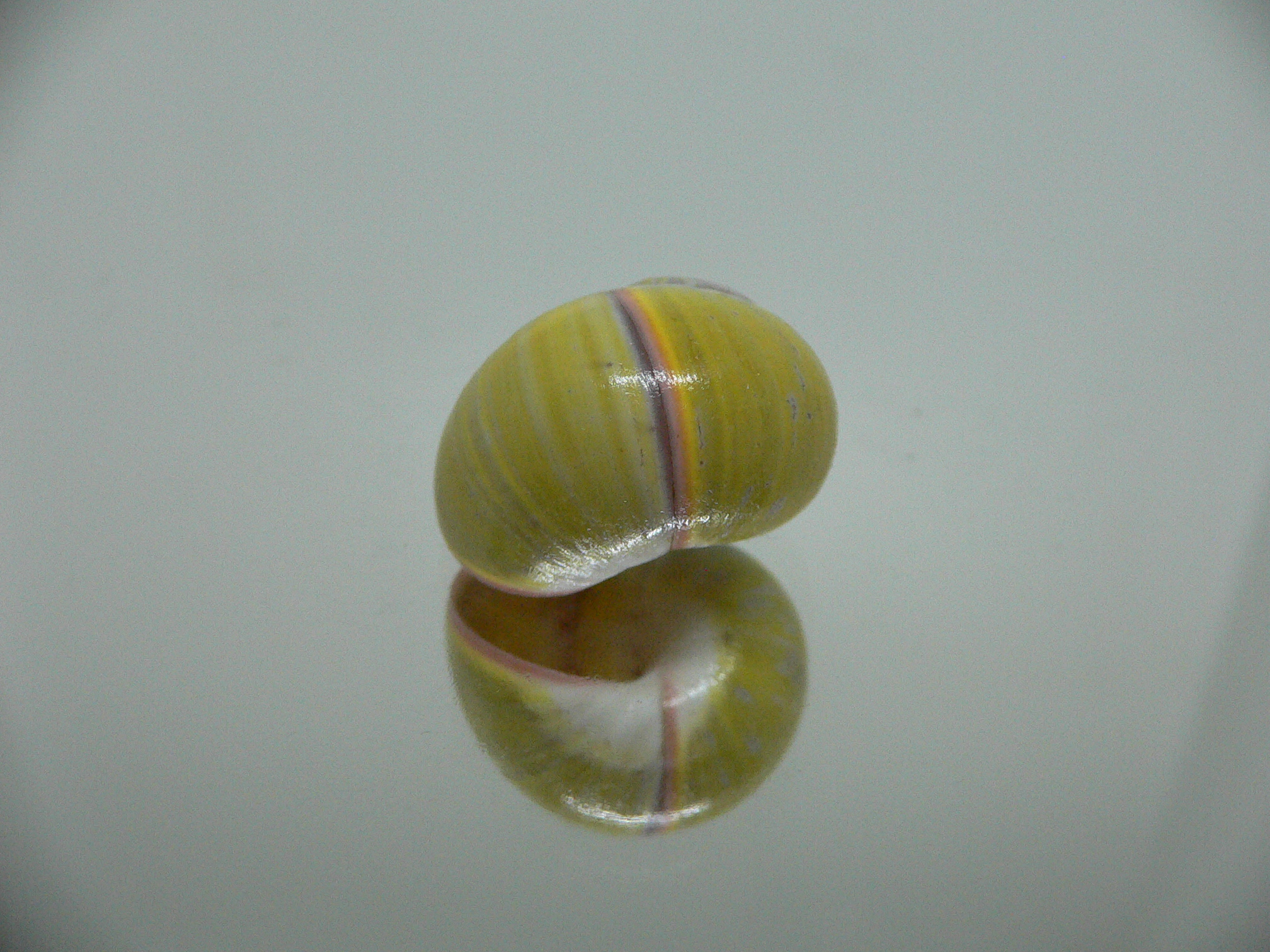 Polymita picta sulphurosa viridis