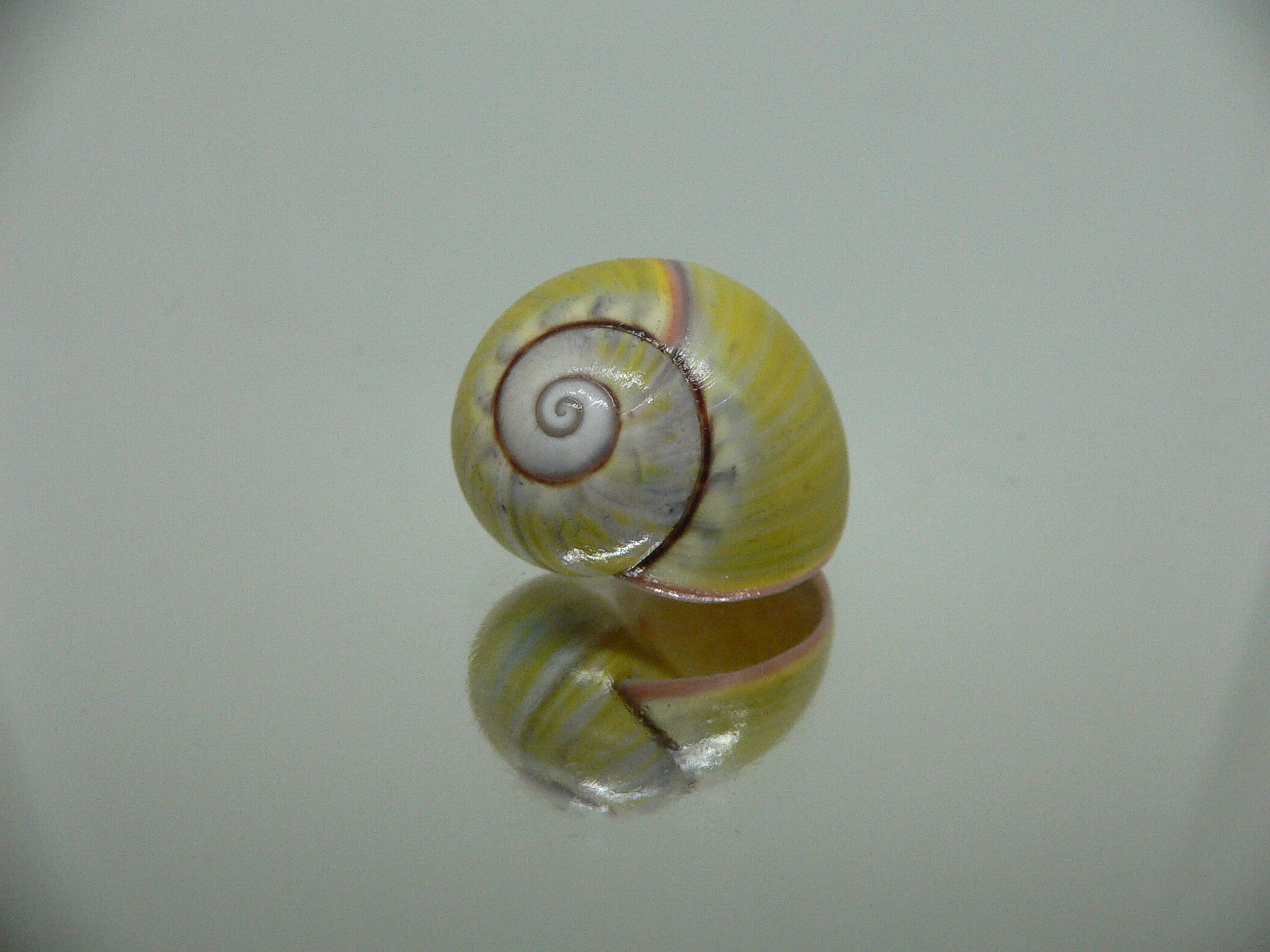 Polymita picta sulphurosa viridis