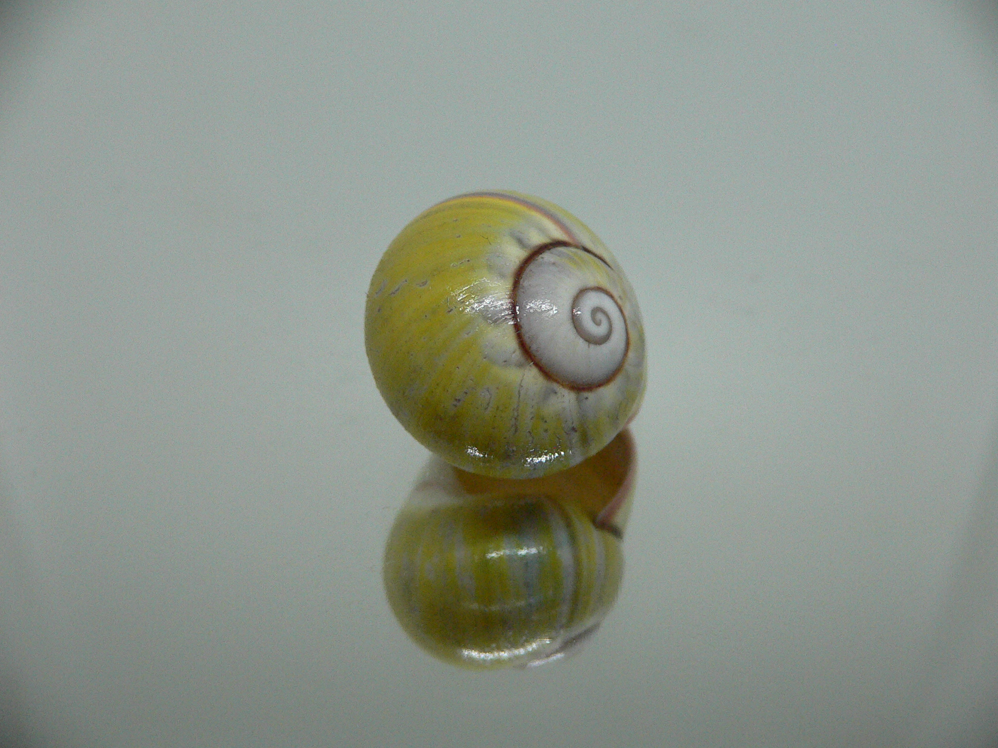 Polymita picta sulphurosa viridis