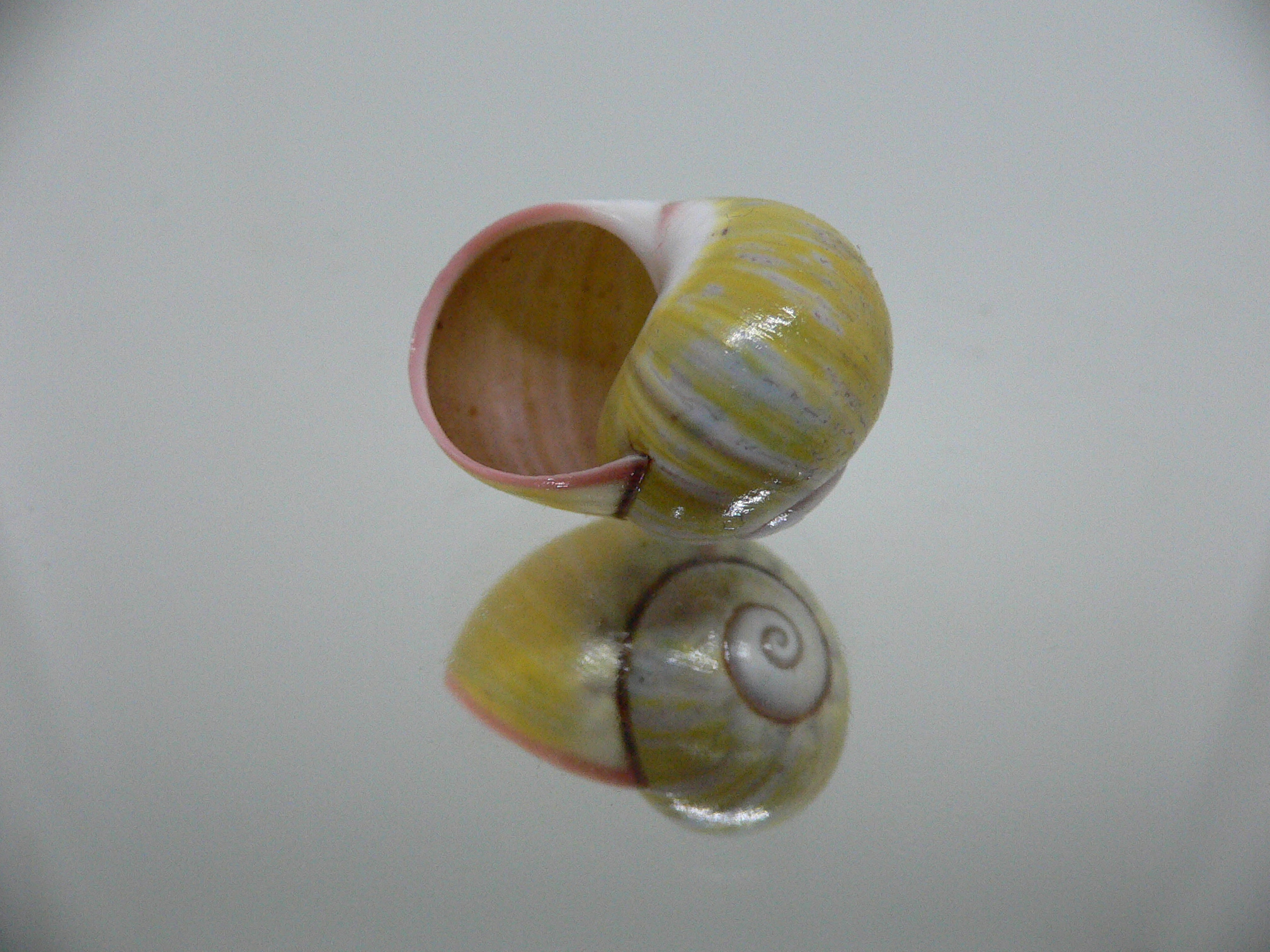 Polymita picta sulphurosa viridis