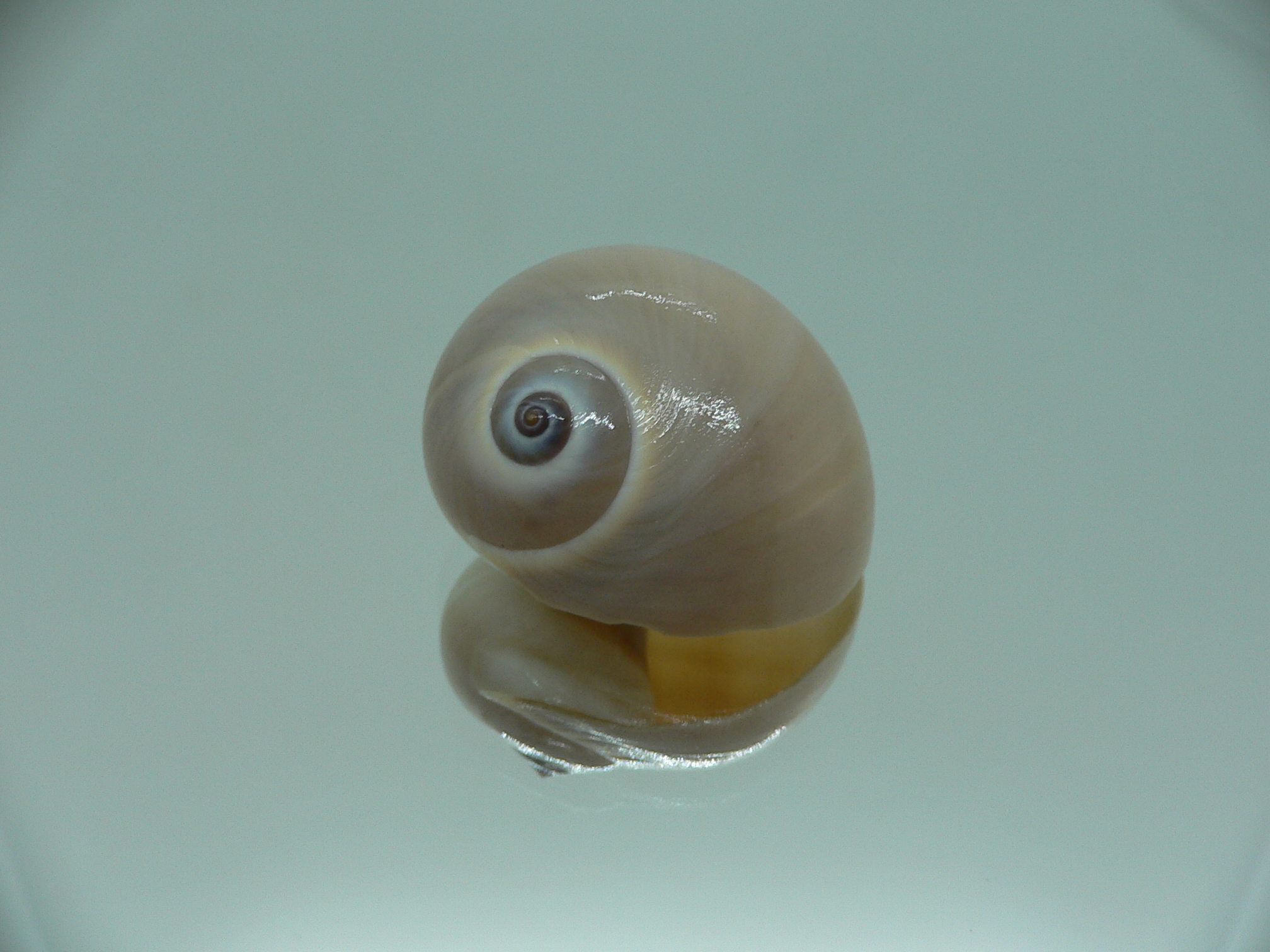 Neverita didyma RARE