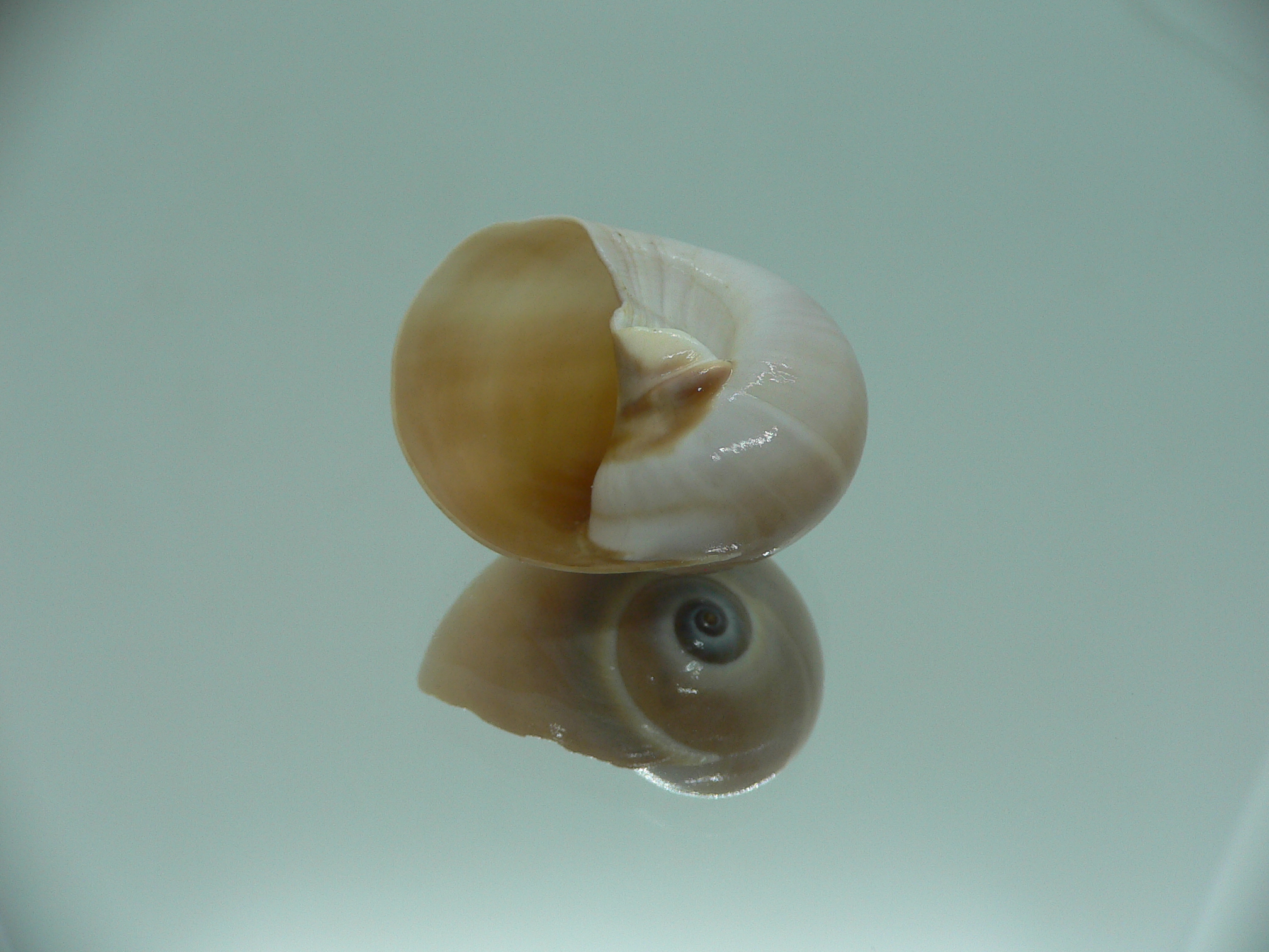 Neverita didyma RARE
