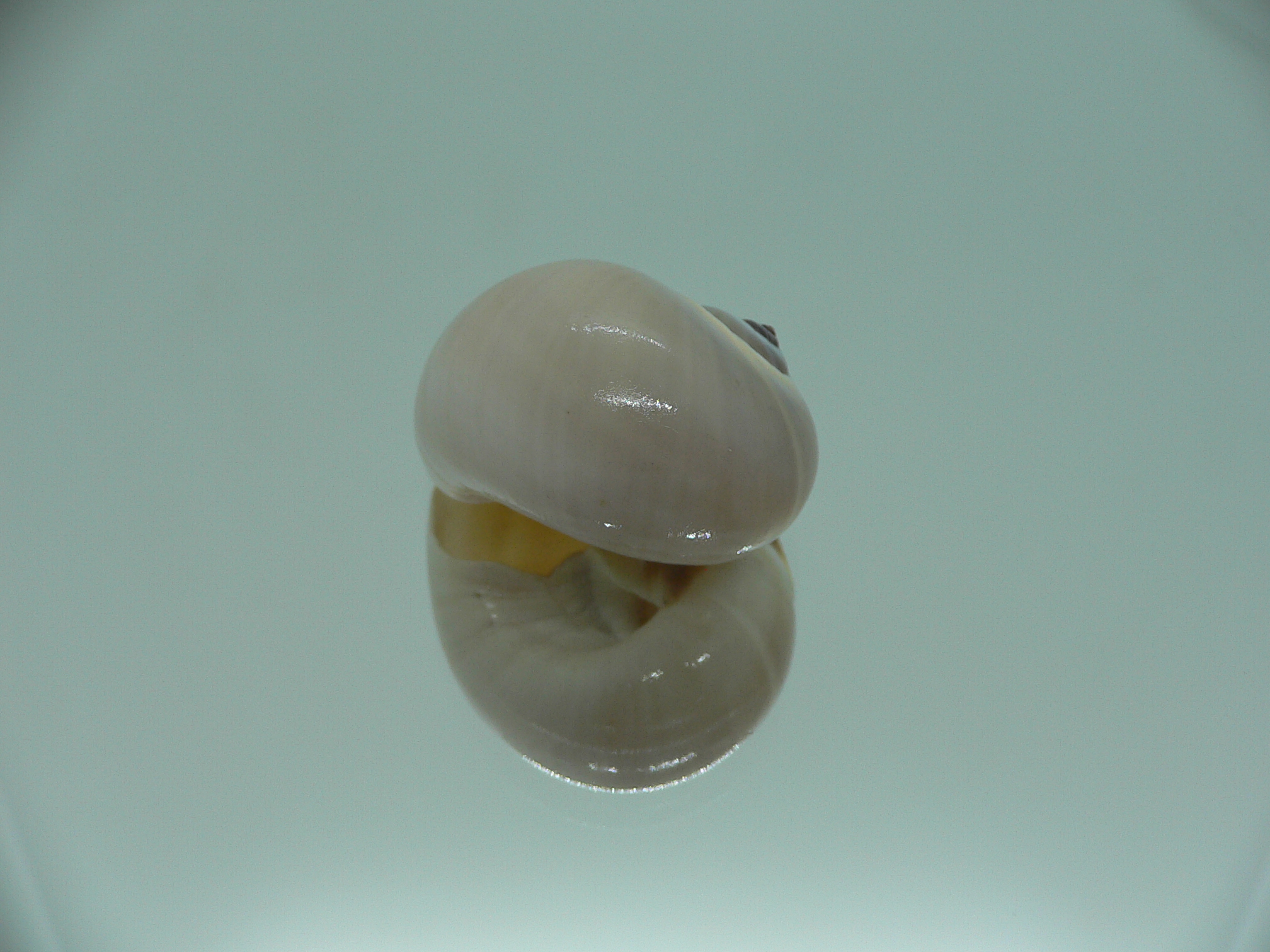 Neverita didyma RARE
