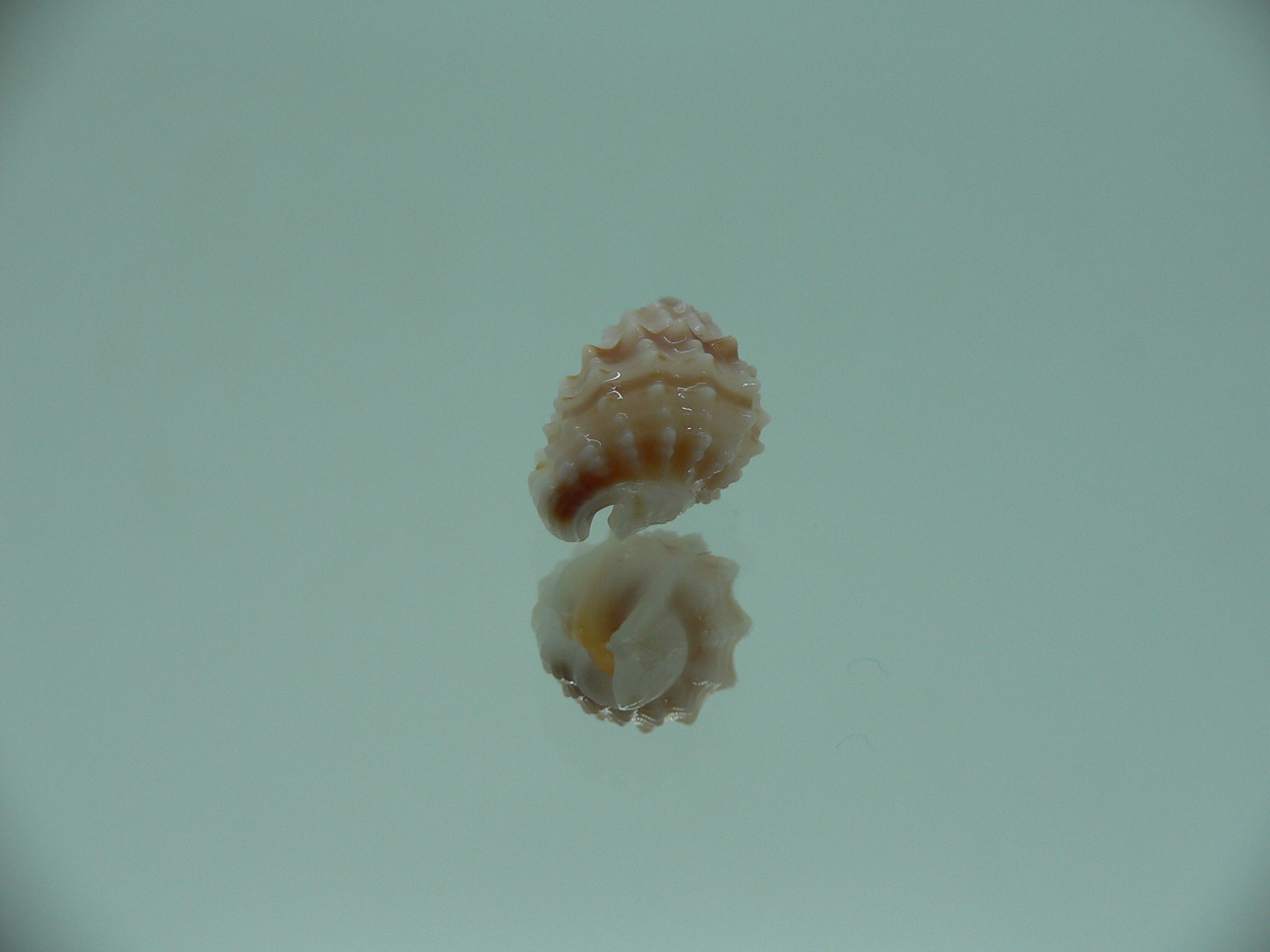 Nassarius echinatus BIG
