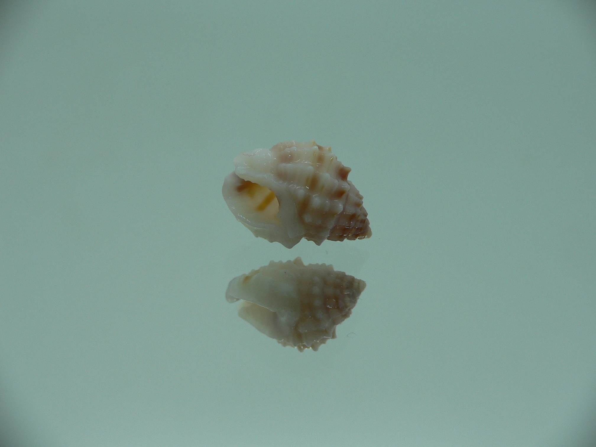 Nassarius echinatus BIG