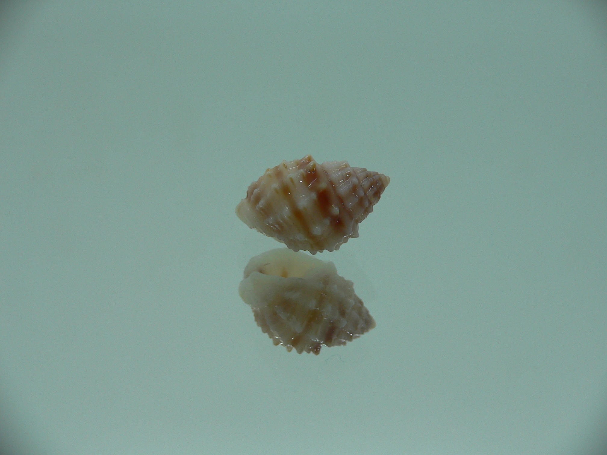 Nassarius echinatus BIG