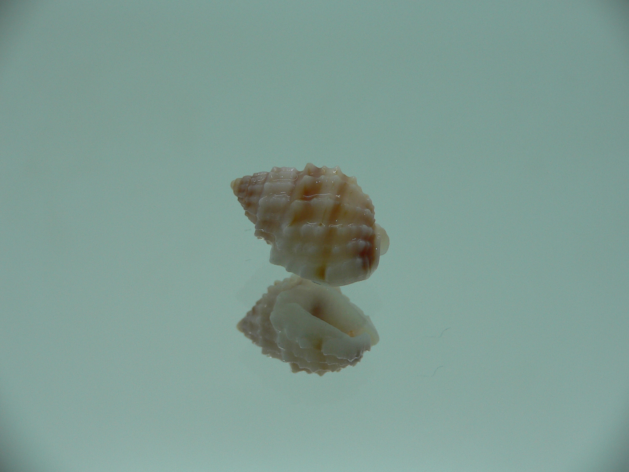 Nassarius echinatus BIG