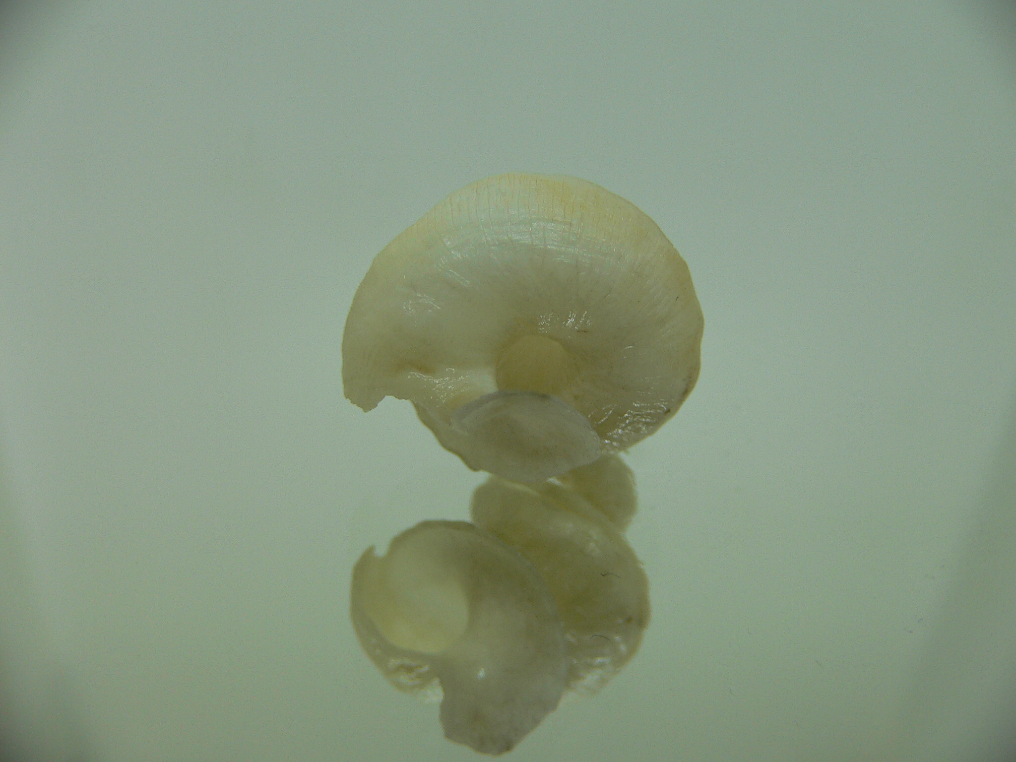 Tenagodus SP.