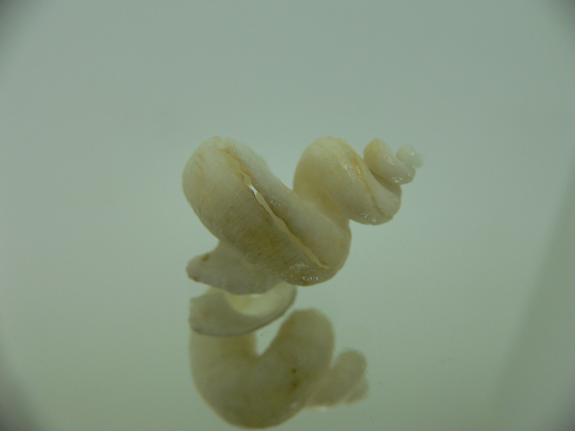 Tenagodus SP.