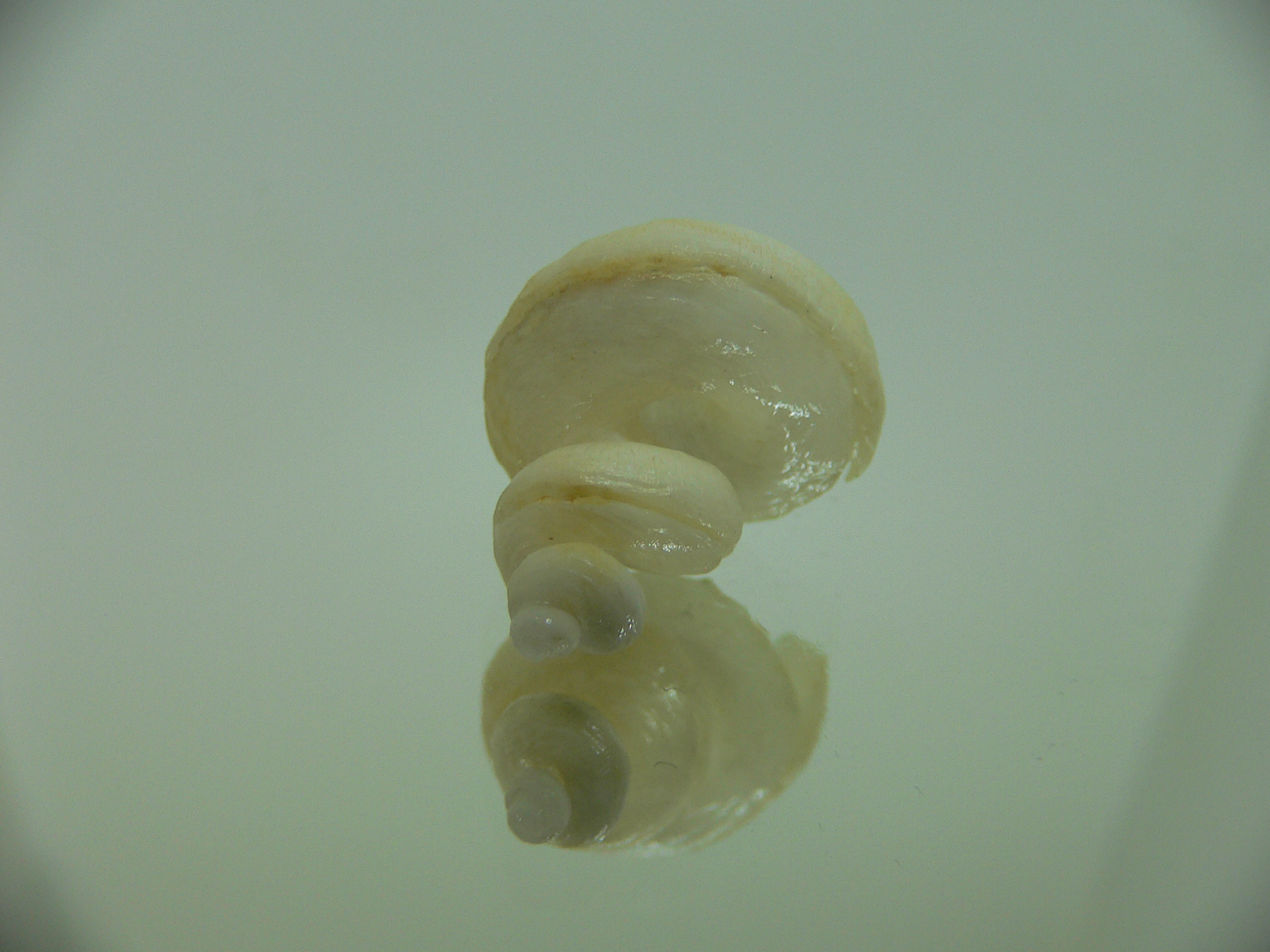Tenagodus SP.