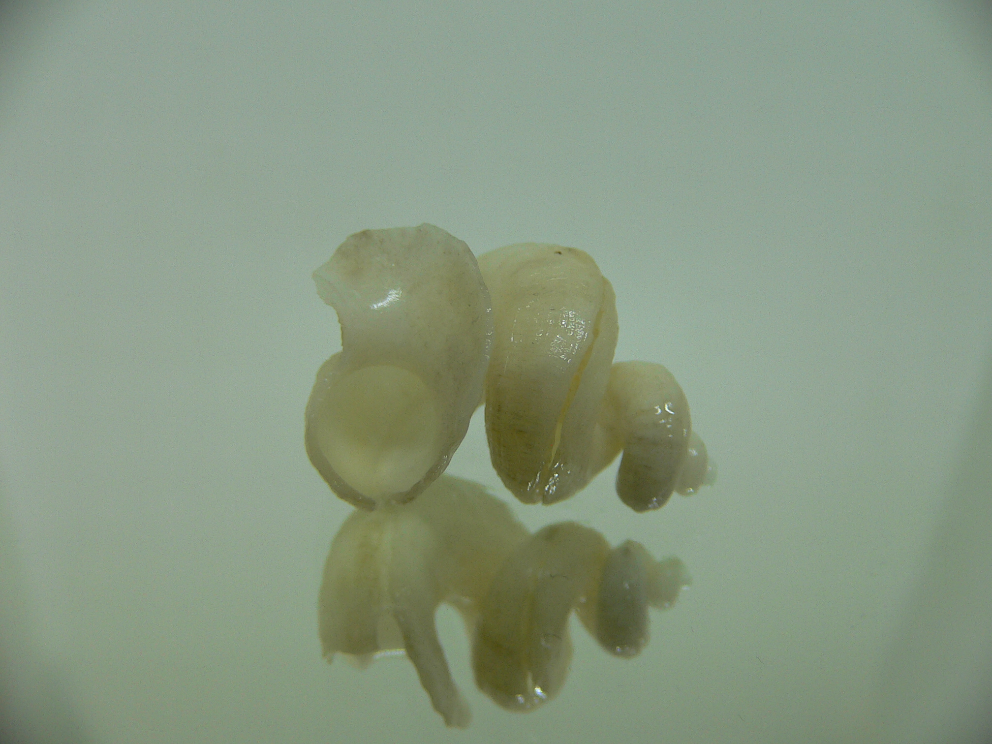 Tenagodus SP.