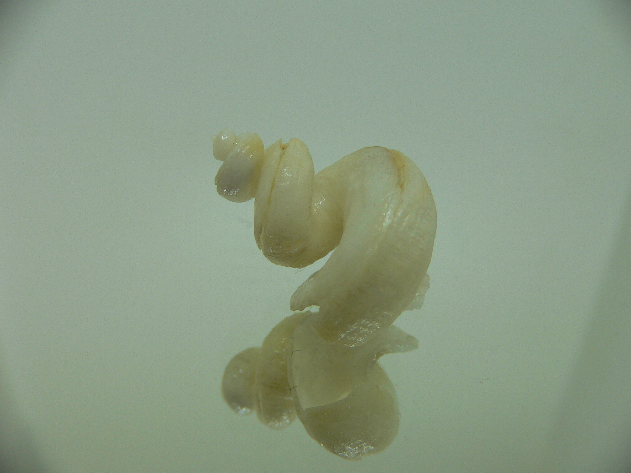 Tenagodus SP.