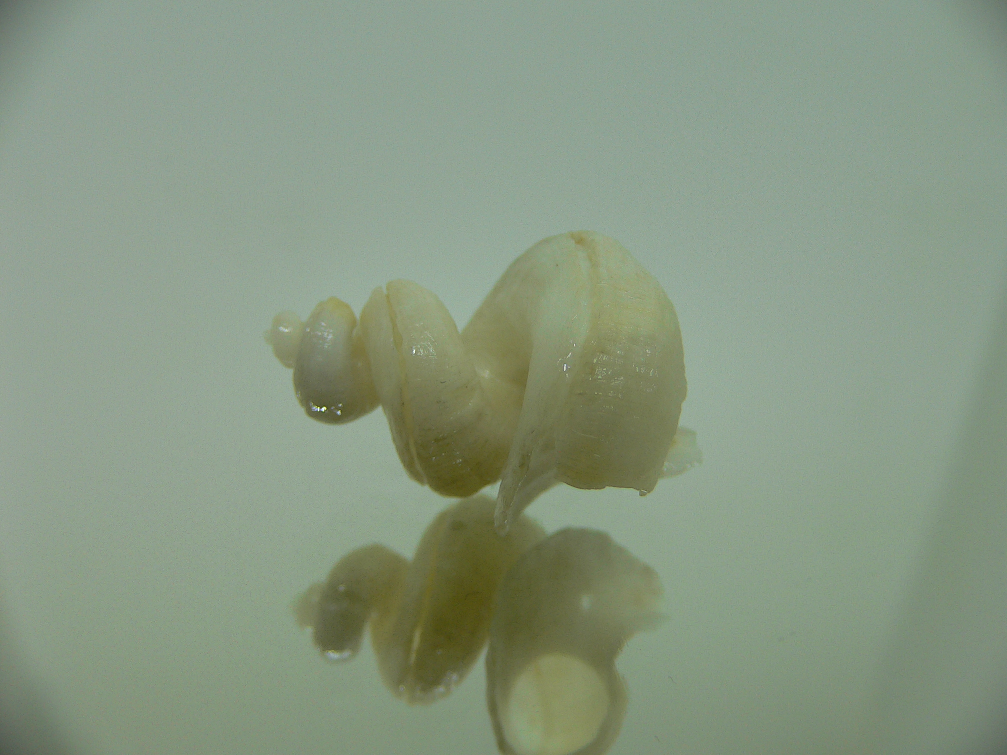 Tenagodus SP.