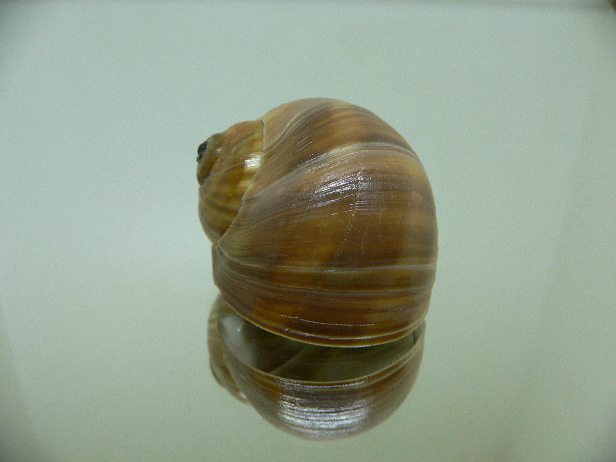 Cryptonatica janthostoma 2