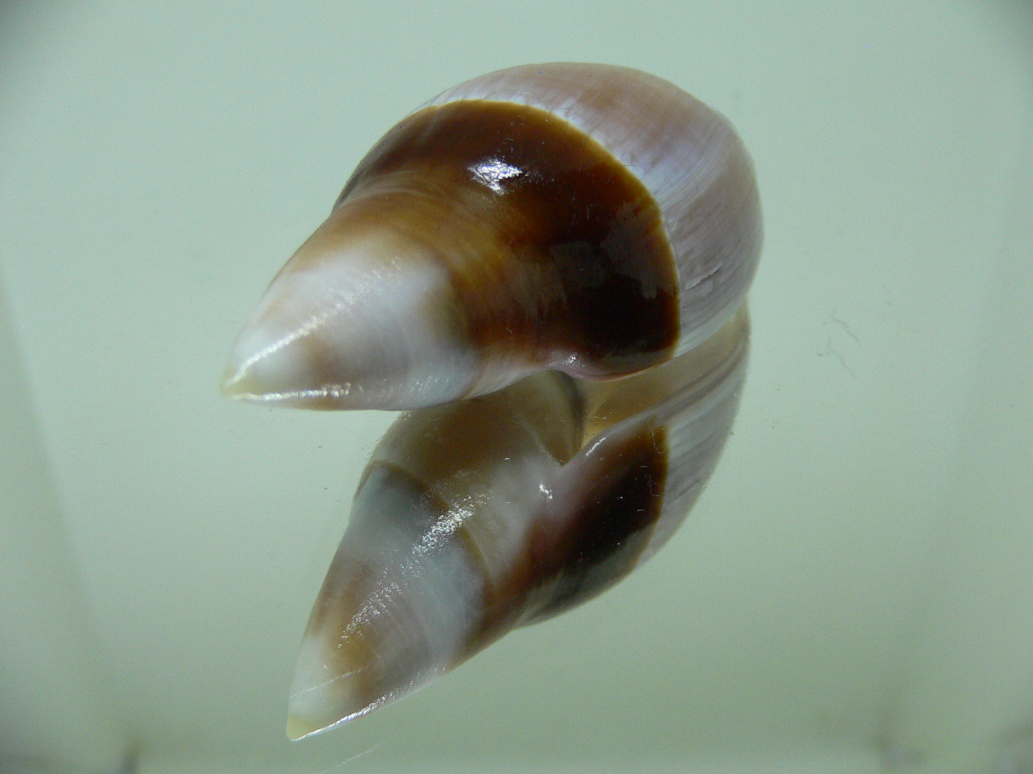 Amalda rubiginosa rubiginosa