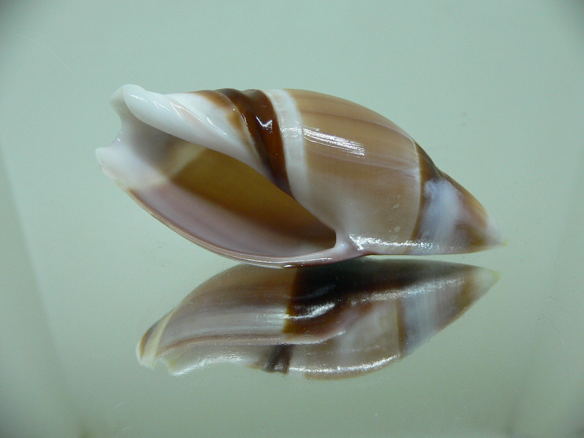 Amalda rubiginosa rubiginosa