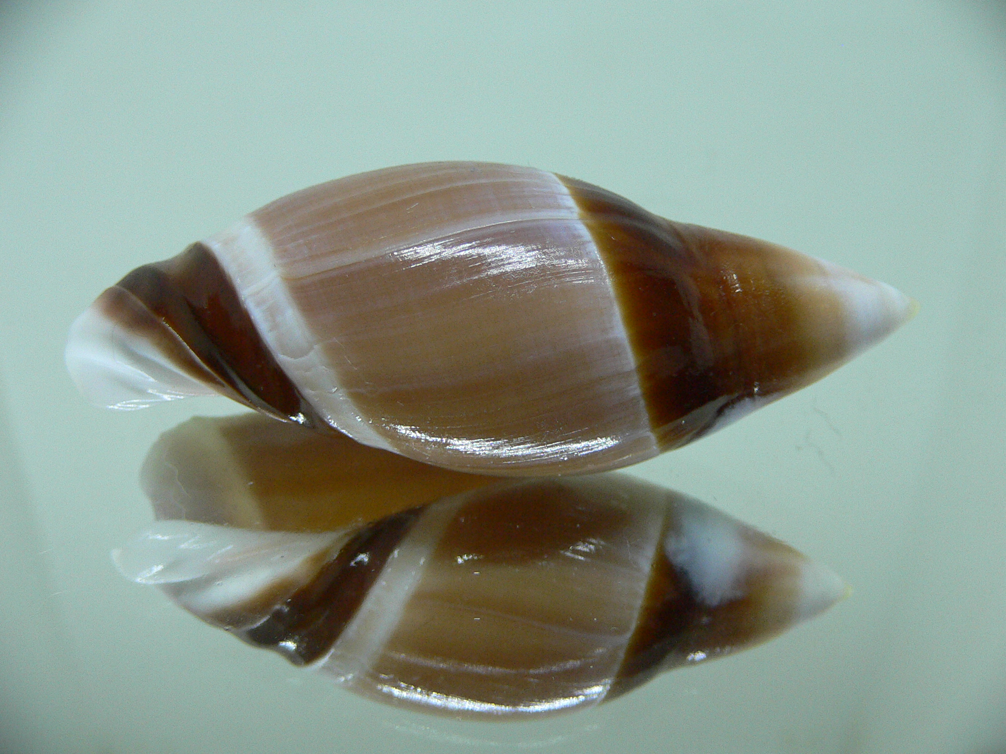 Amalda rubiginosa rubiginosa