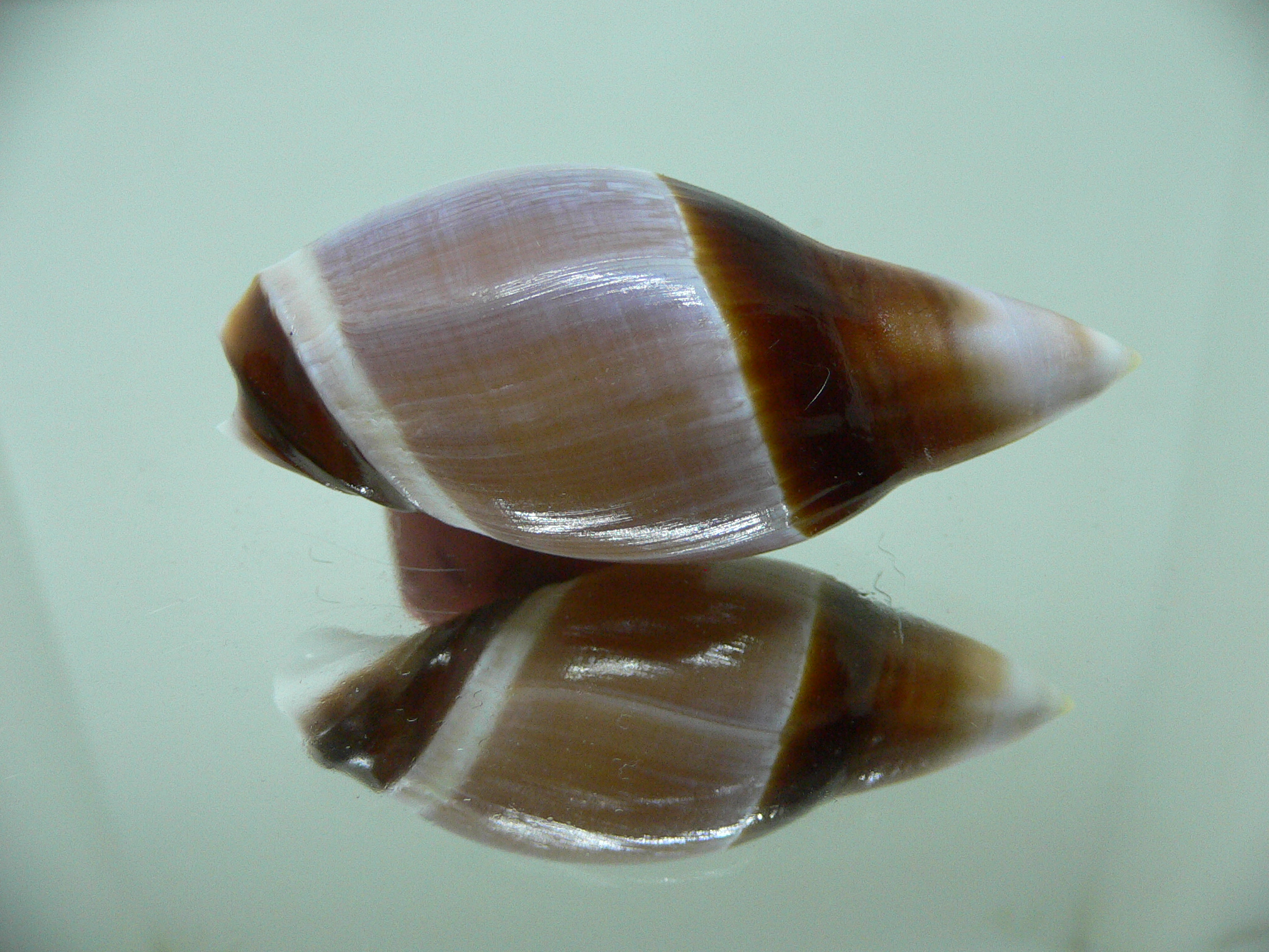 Amalda rubiginosa rubiginosa