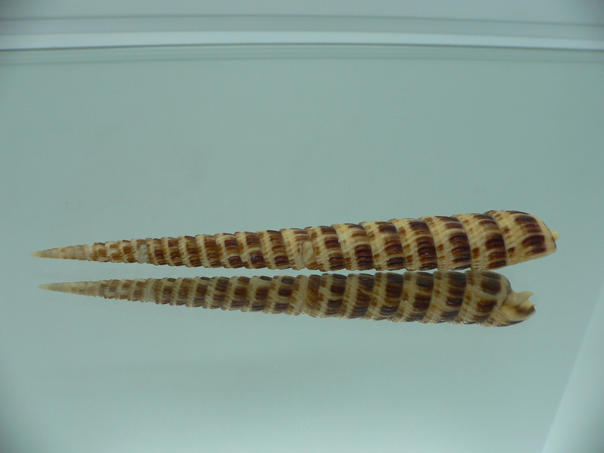 Cinguloterebra pretiosa BIG & DARK