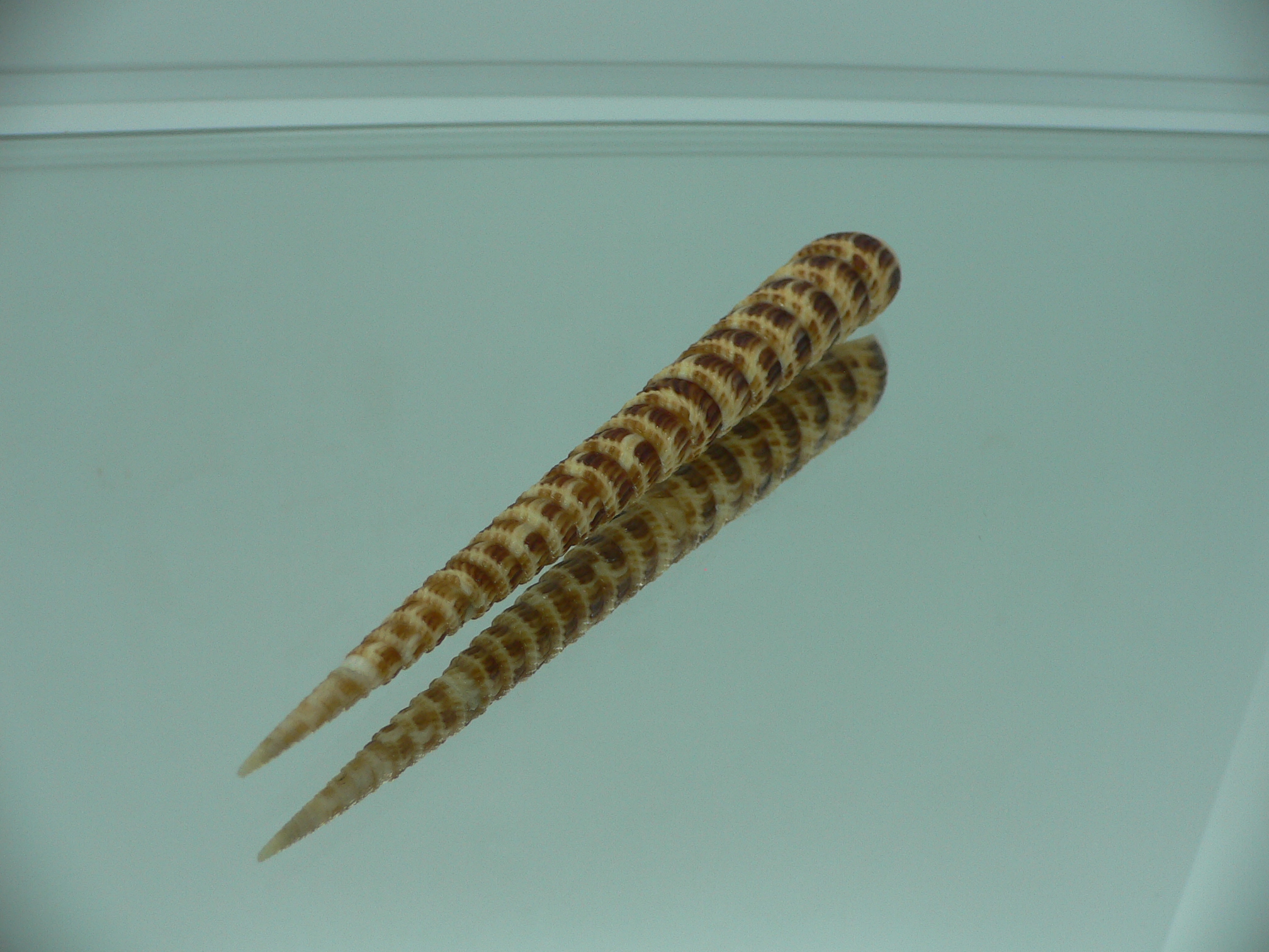 Cinguloterebra pretiosa BIG & DARK