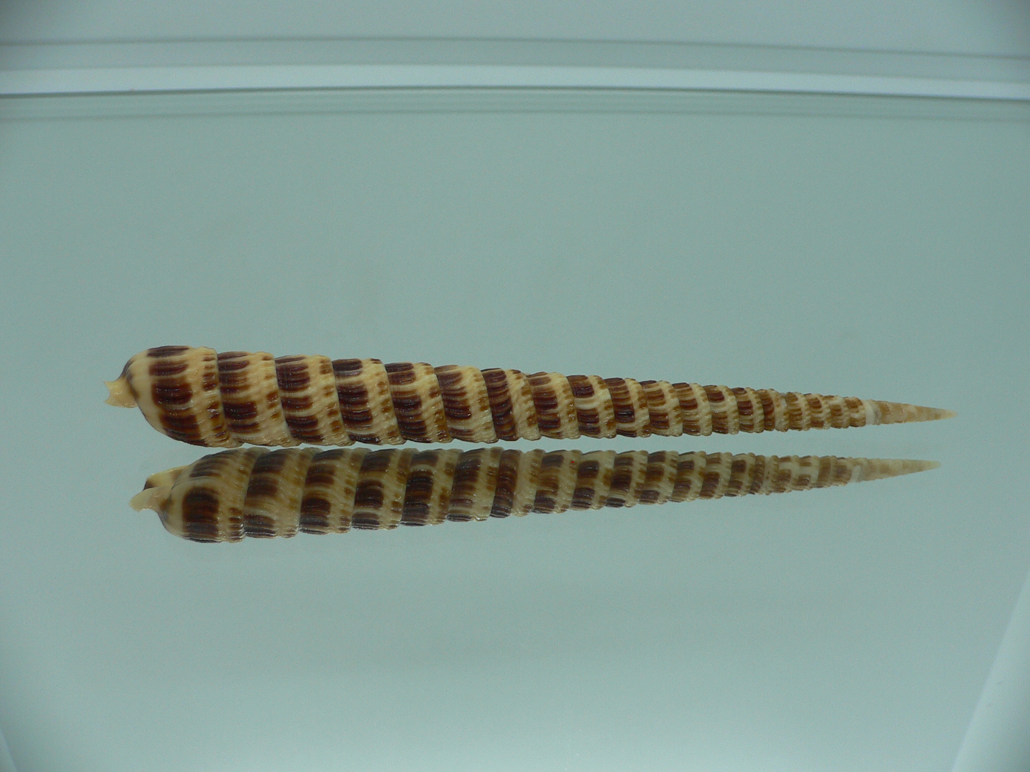 Cinguloterebra pretiosa BIG & DARK