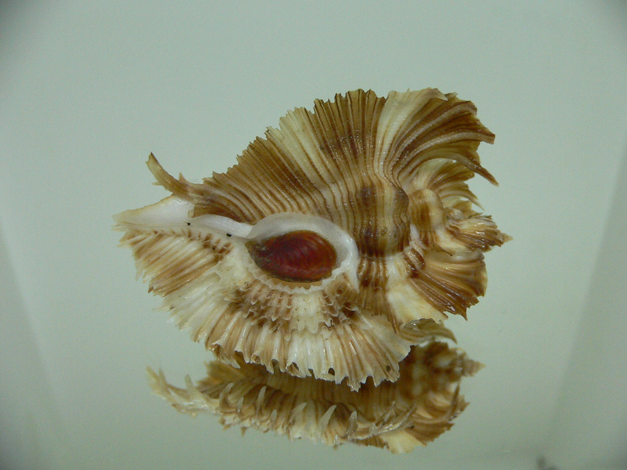 Chicoreus miyokoae DARK