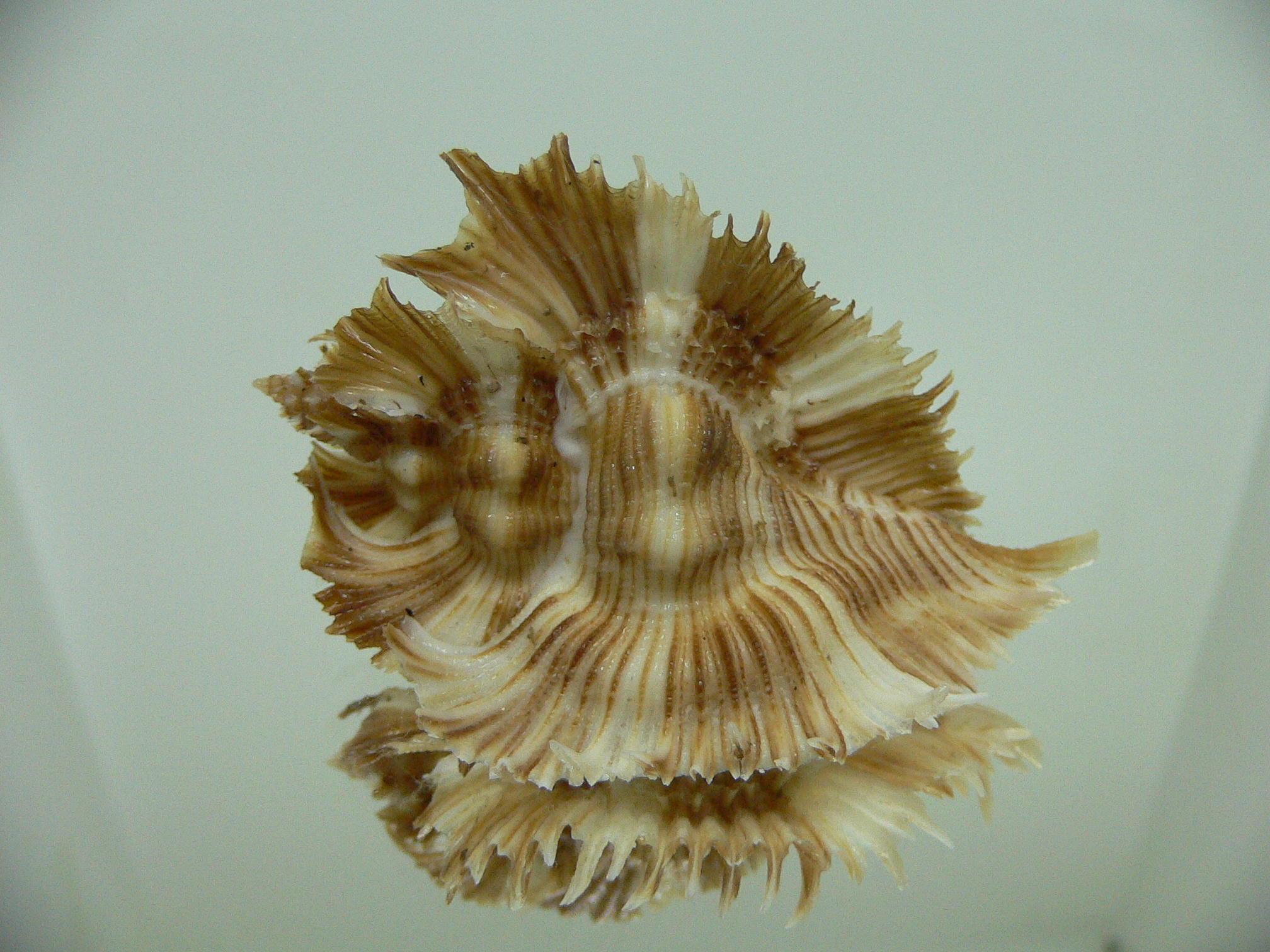 Chicoreus miyokoae DARK