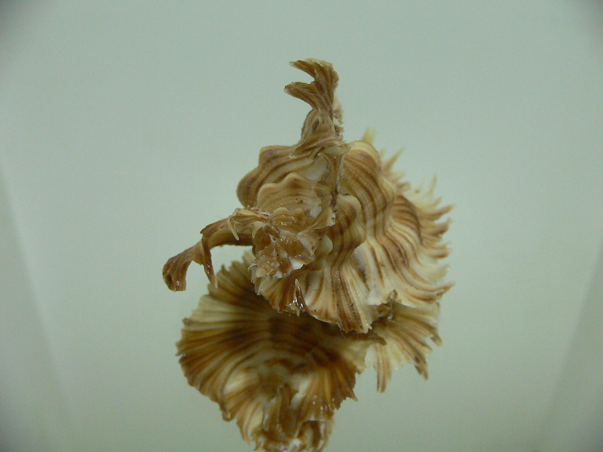 Chicoreus miyokoae DARK