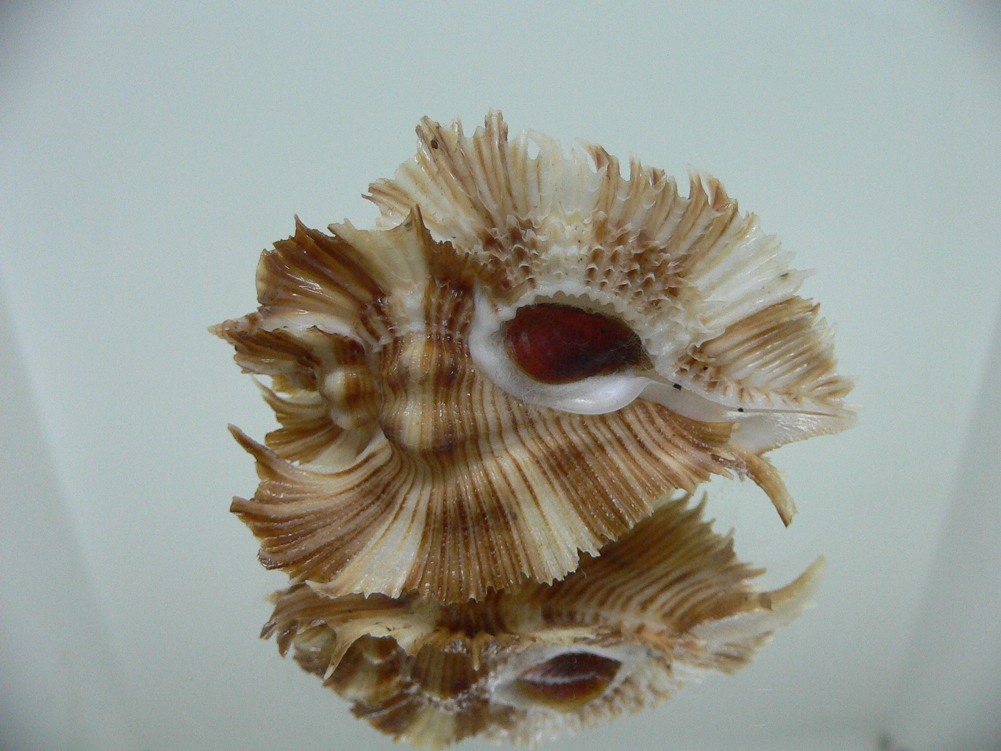 Chicoreus miyokoae DARK