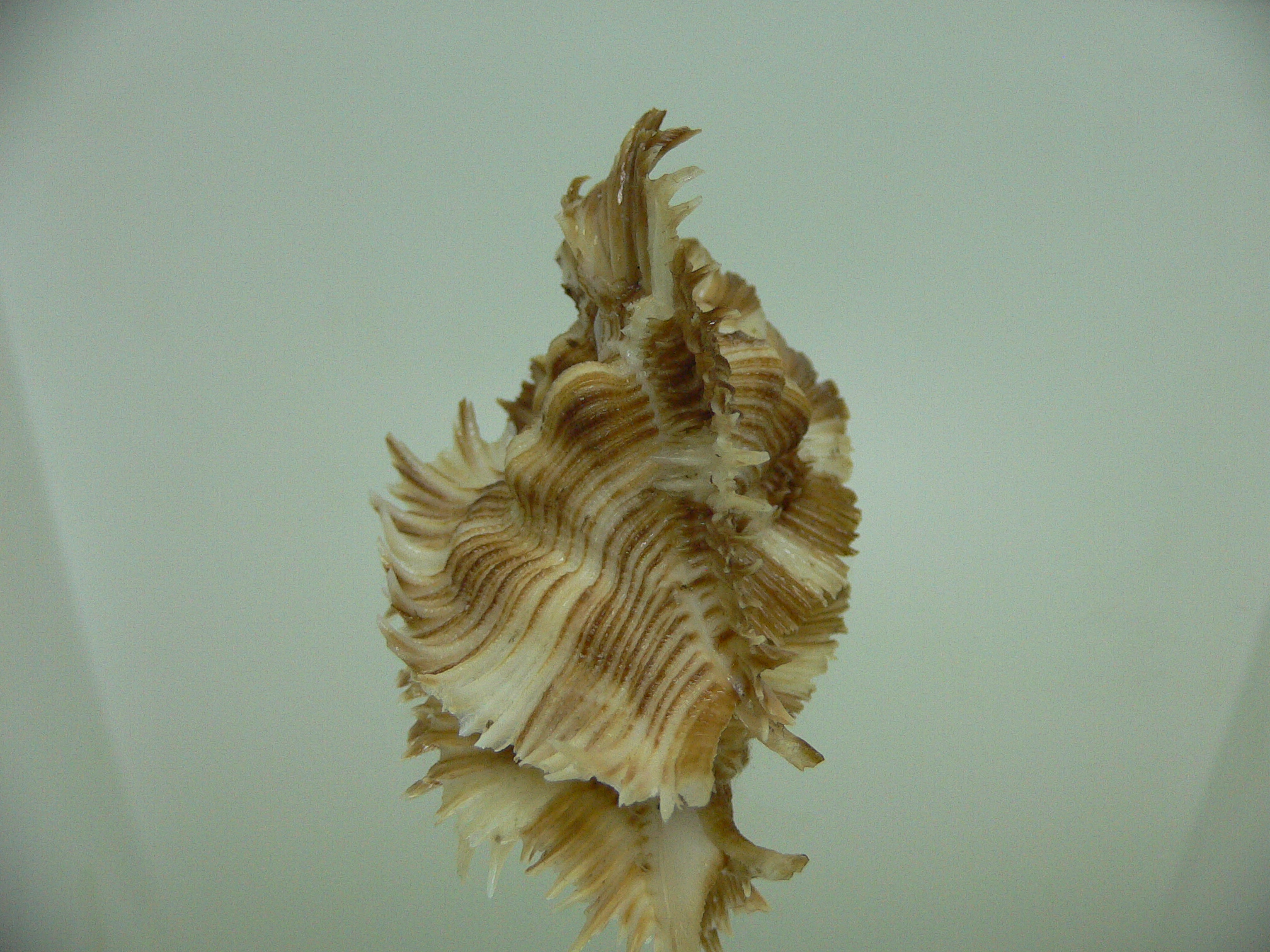 Chicoreus miyokoae DARK