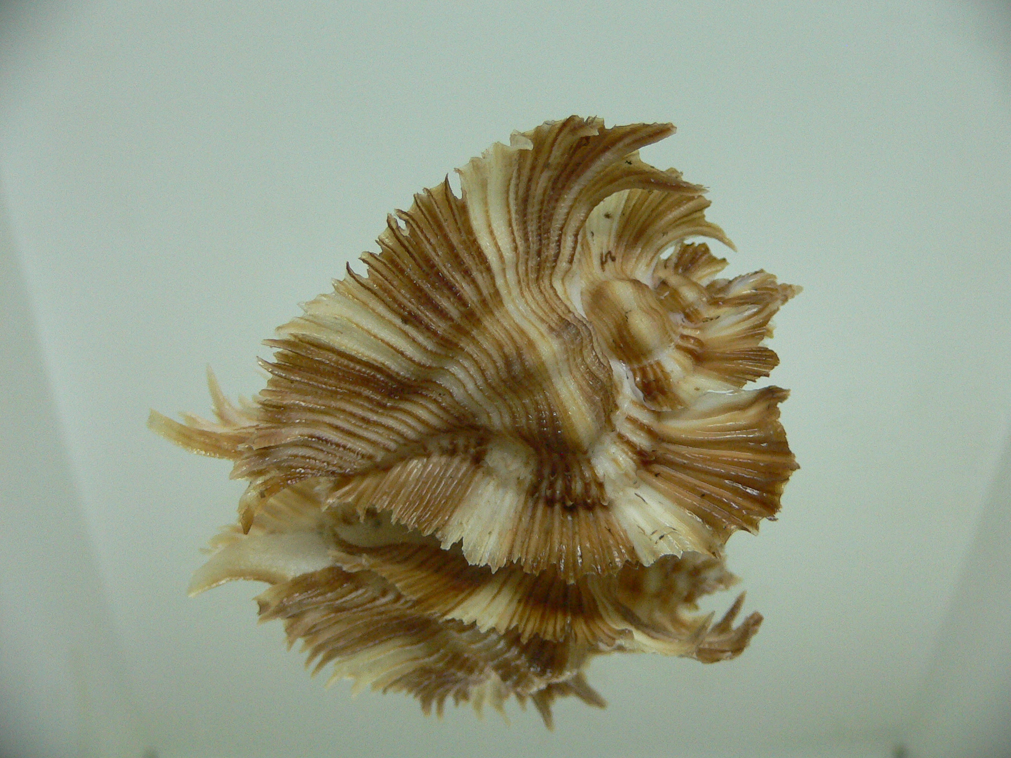 Chicoreus miyokoae DARK